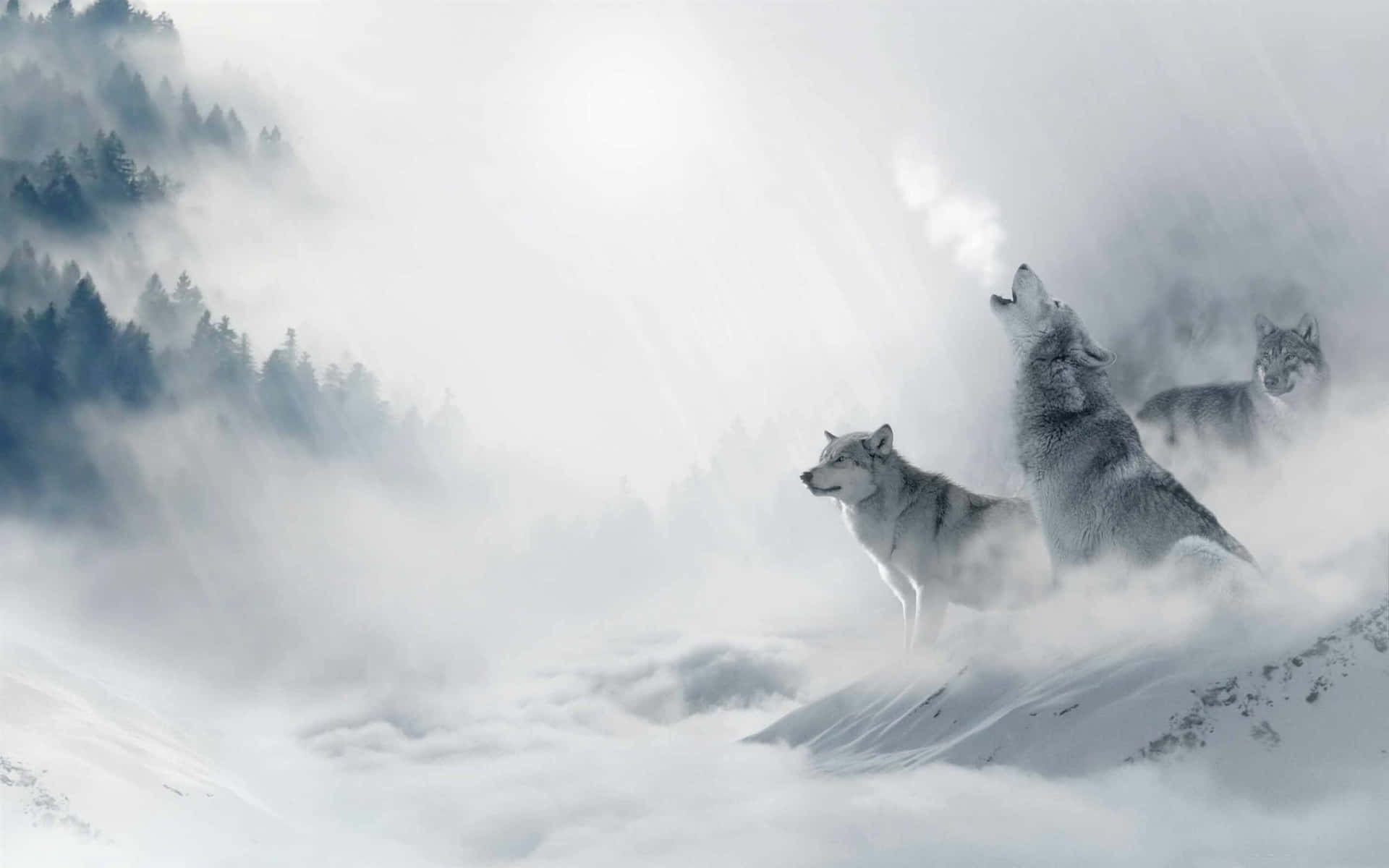  壁紙 — 三隻狼站在霧氣瀰漫的冬季森林中白雪覆蓋的山頂上，其中一隻對著明亮的天空嚎叫。
