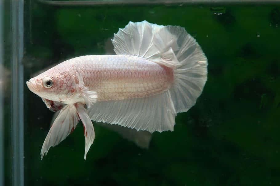  壁紙 — 一條淡粉紅色的鬥魚，帶有飄逸的白色魚鰭，在帶有綠色調的水族箱中優雅地游動。