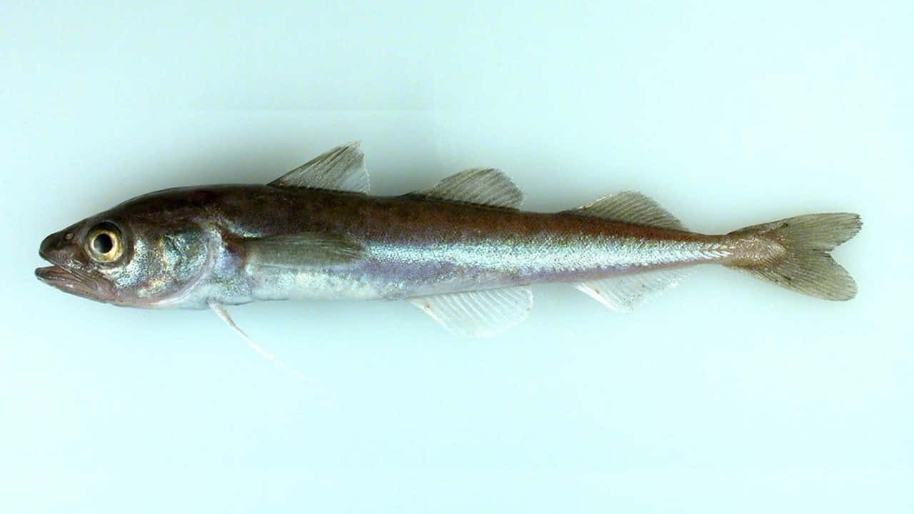  壁紙 — 一條纖細的銀色魚，背部深色，魚鰭半透明，靠在淡藍色背景上。
