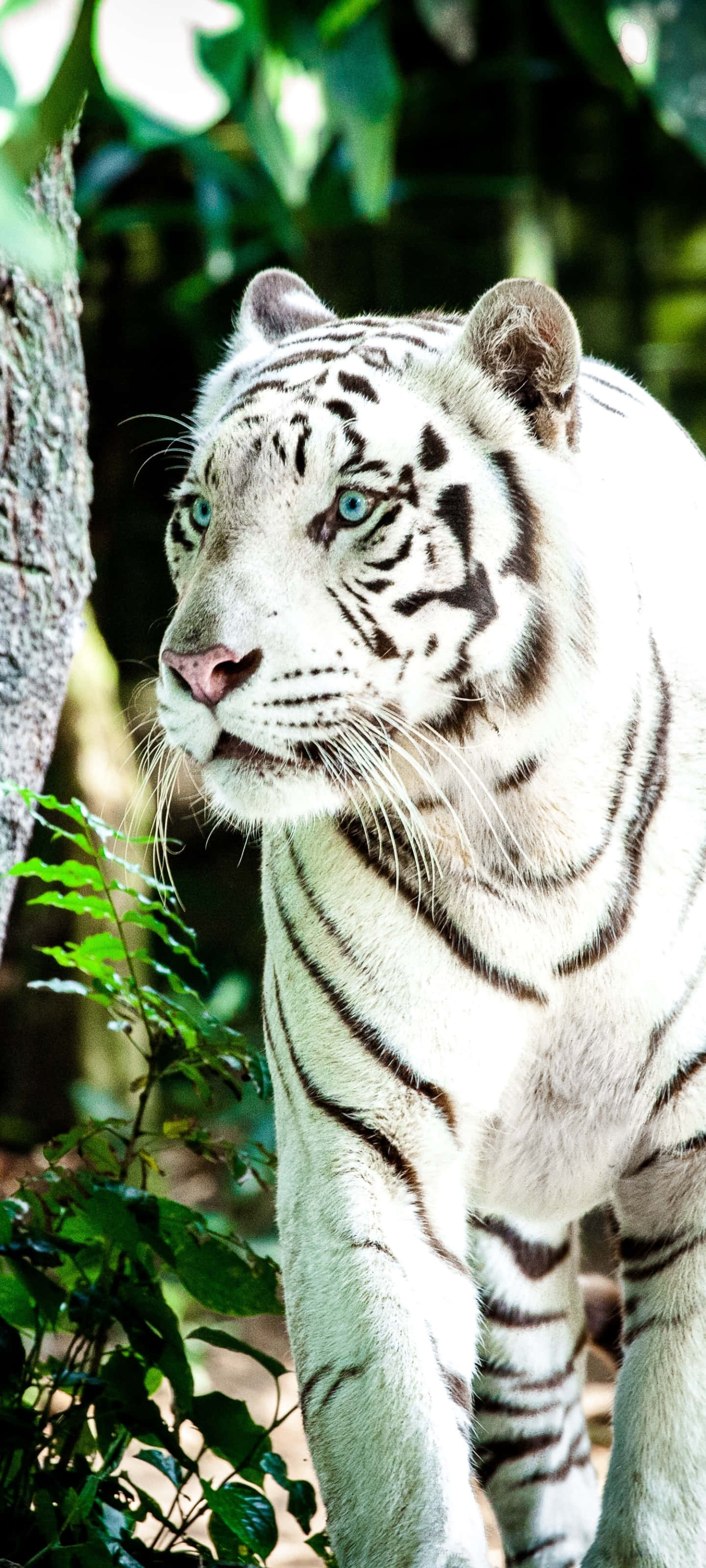 釋放你的野性：Tiger Phone 壁紙 — 一隻雄偉的白虎，擁有銳利的藍色眼睛，在陽光明媚的森林中，警覺地站在茂密的綠色樹葉之間。