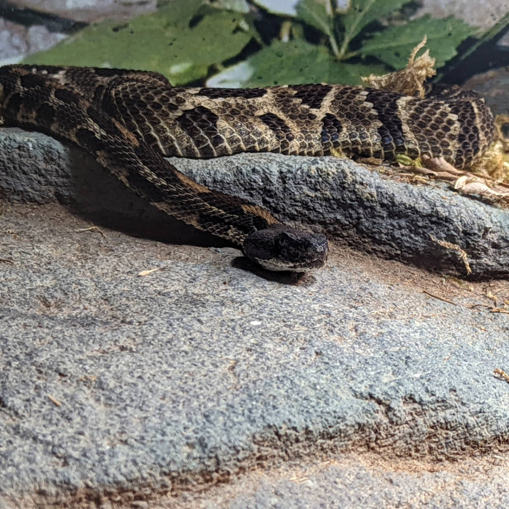 Timber Rattler 蛇伏於岩石上 壁紙 — 一條有圖案的蛇盤繞在灰色岩石上的特寫，背景有綠色樹葉。