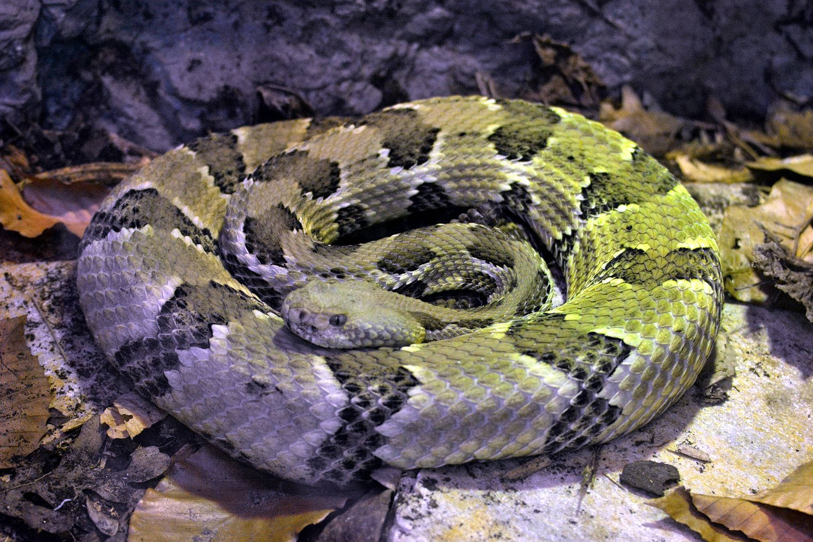 Timber Rattler 蛇在水泥小徑上 壁紙 — 一條盤繞的響尾蛇，帶有綠色和黑色圖案的鱗片，在岩石表面的乾燥棕色樹葉中休息。