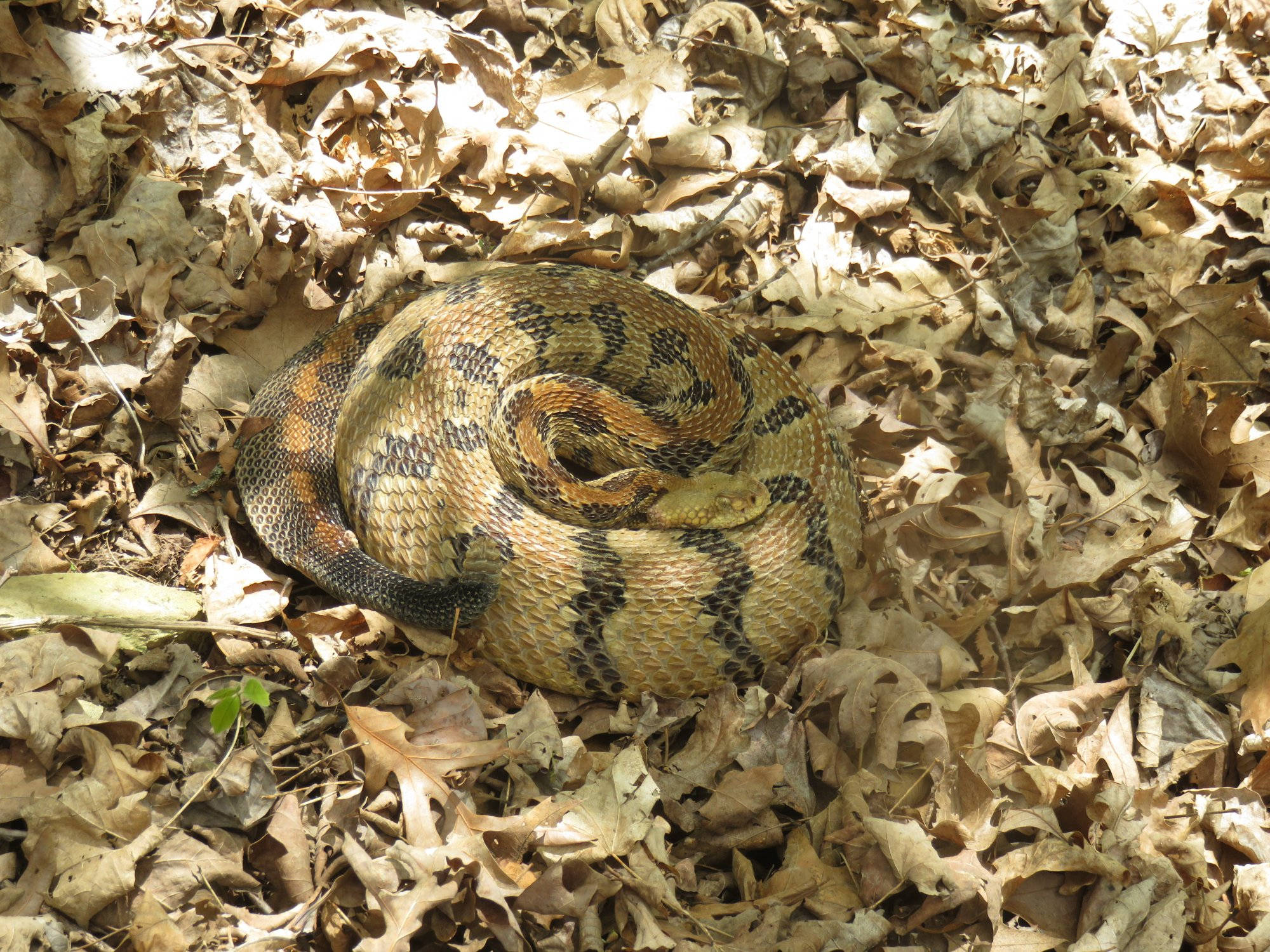Timber Rattler 蛇於枯葉地面 壁紙 — 一條盤繞的響尾蛇，帶有棕褐色和黑色圖案的鱗片，在斑駁的陽光下偽裝在乾燥的棕色秋葉中休息。