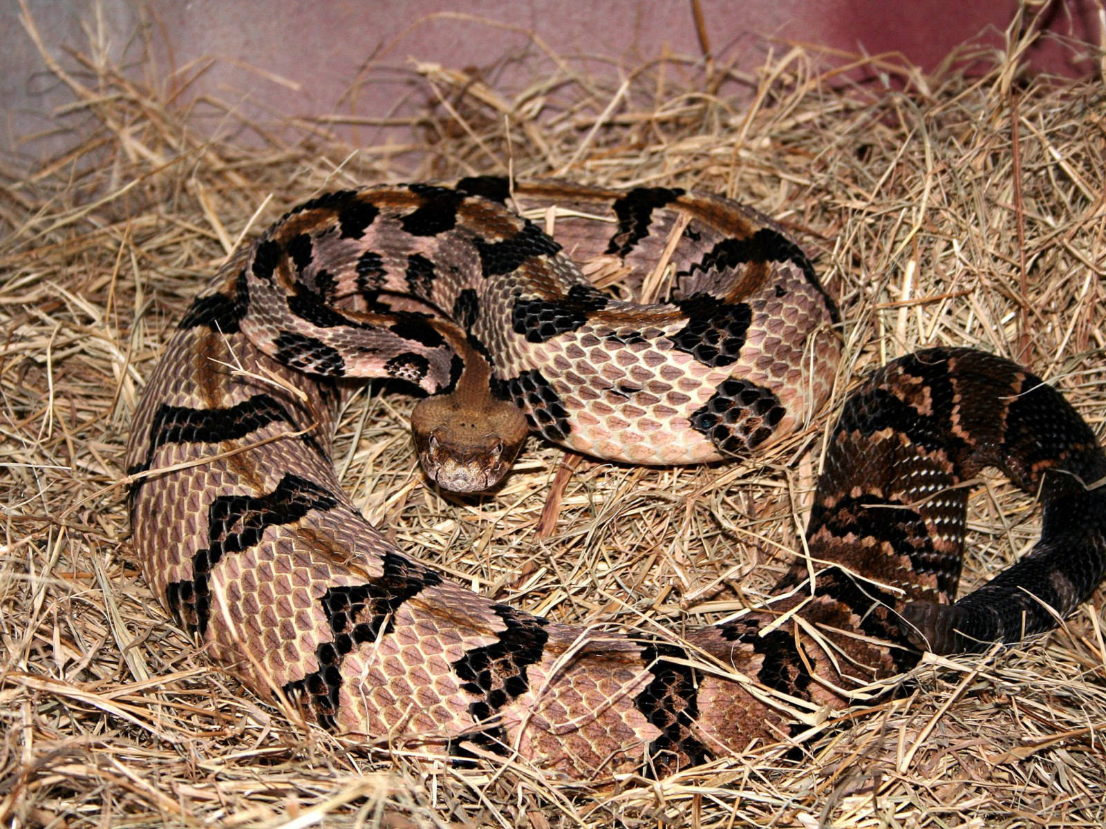 Timber Rattler 蛇伏於乾草中 壁紙 — 一條盤繞的響尾蛇，帶有棕色和黑色的菱形圖案，在溫暖的燈光下警覺地休息在乾草中。