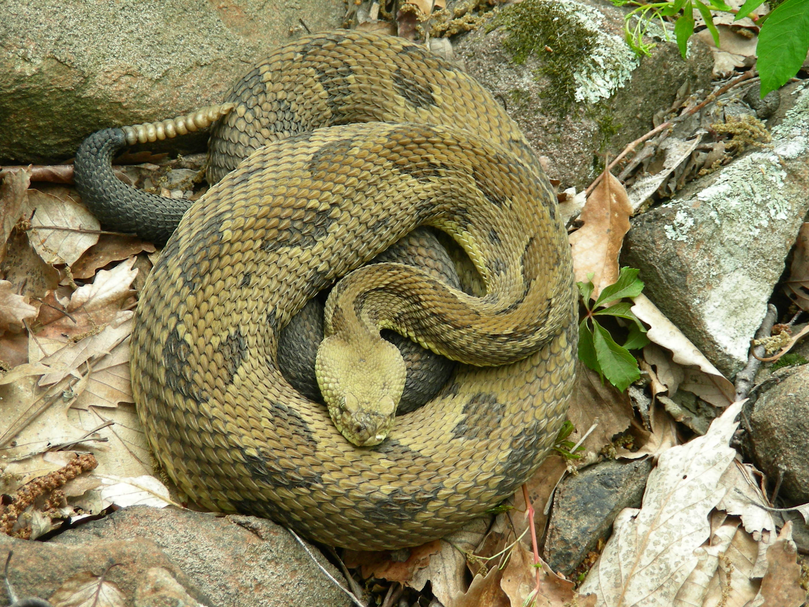 Timber Rattler 蛇於岩石與枯葉間 壁紙 — 一條盤繞的響尾蛇在森林地面的乾燥樹葉和長滿苔蘚的石頭之間偽裝休息。