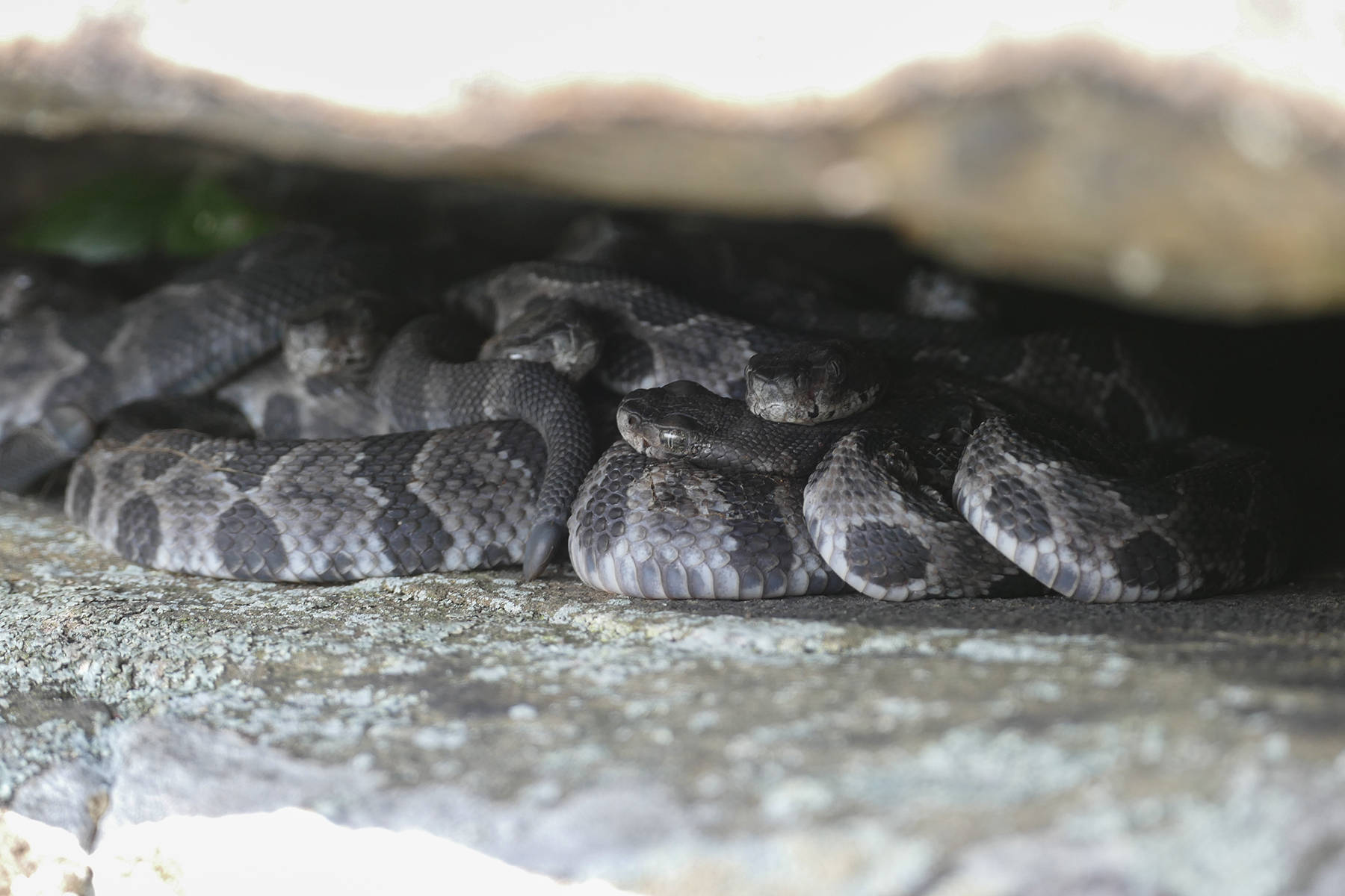 Timber Rattler 蛇藏身於岩石間 壁紙 — 一群灰色和黑色圖案的蛇在天然光線下纏繞在岩石懸垂下方。