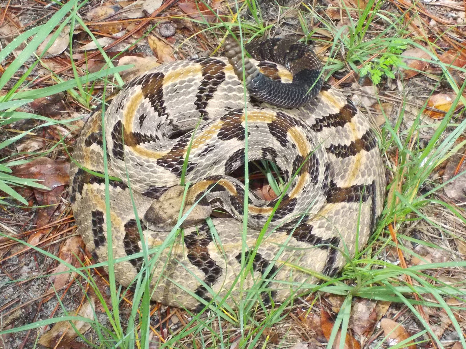 Timber Rattler 蛇於其自然棲息地 壁紙 — 一條盤繞的響尾蛇，帶有複雜的棕色、黃褐色和黑色圖案，偽裝在綠草和乾松針之間休息。