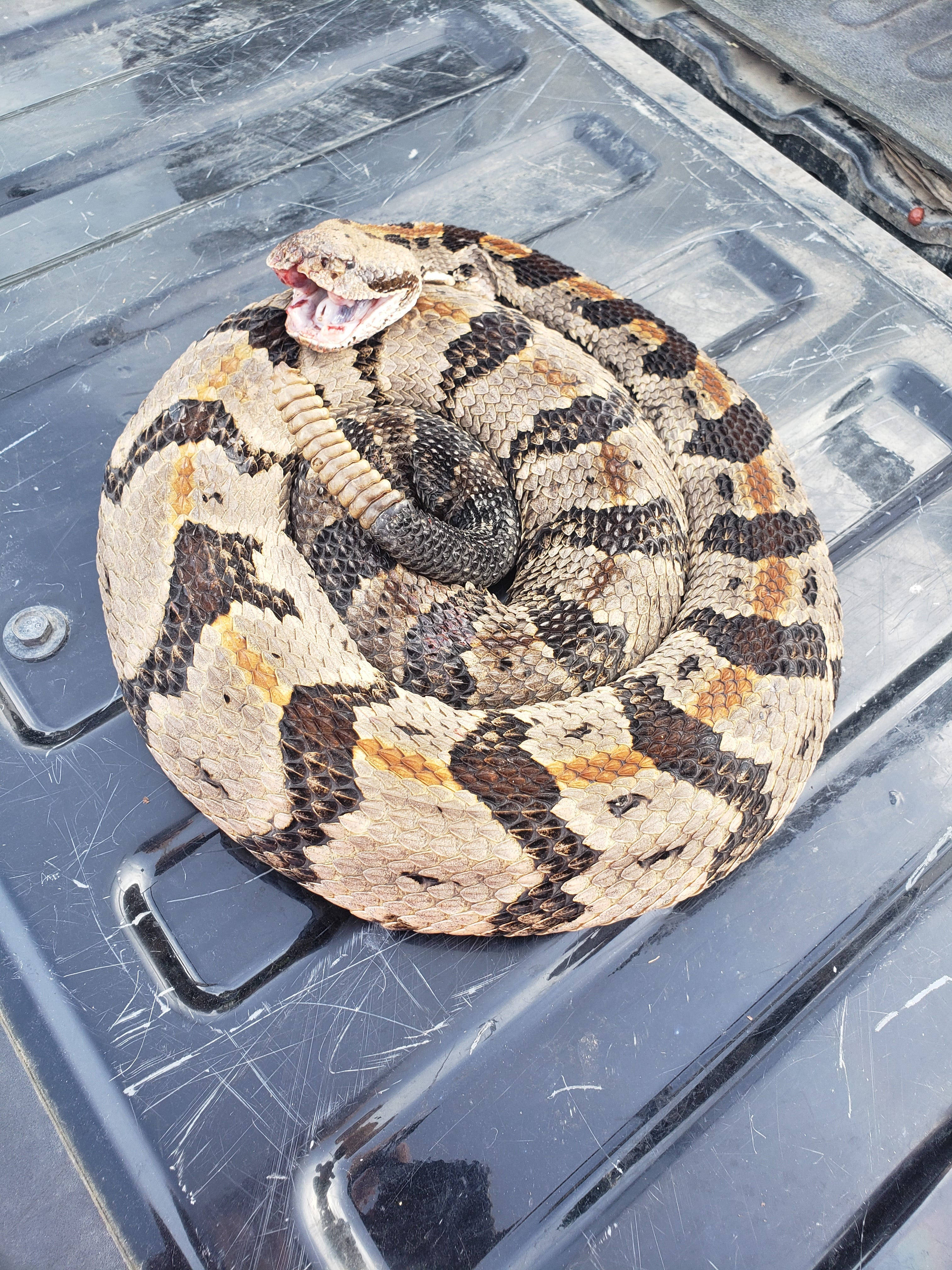 Timber Rattler 蛇伏於汽車後部 壁紙 — 一條盤繞的響尾蛇，張開嘴巴，帶有圖案的鱗片，停在一塊有刮痕的黑色卡車車斗表面上。