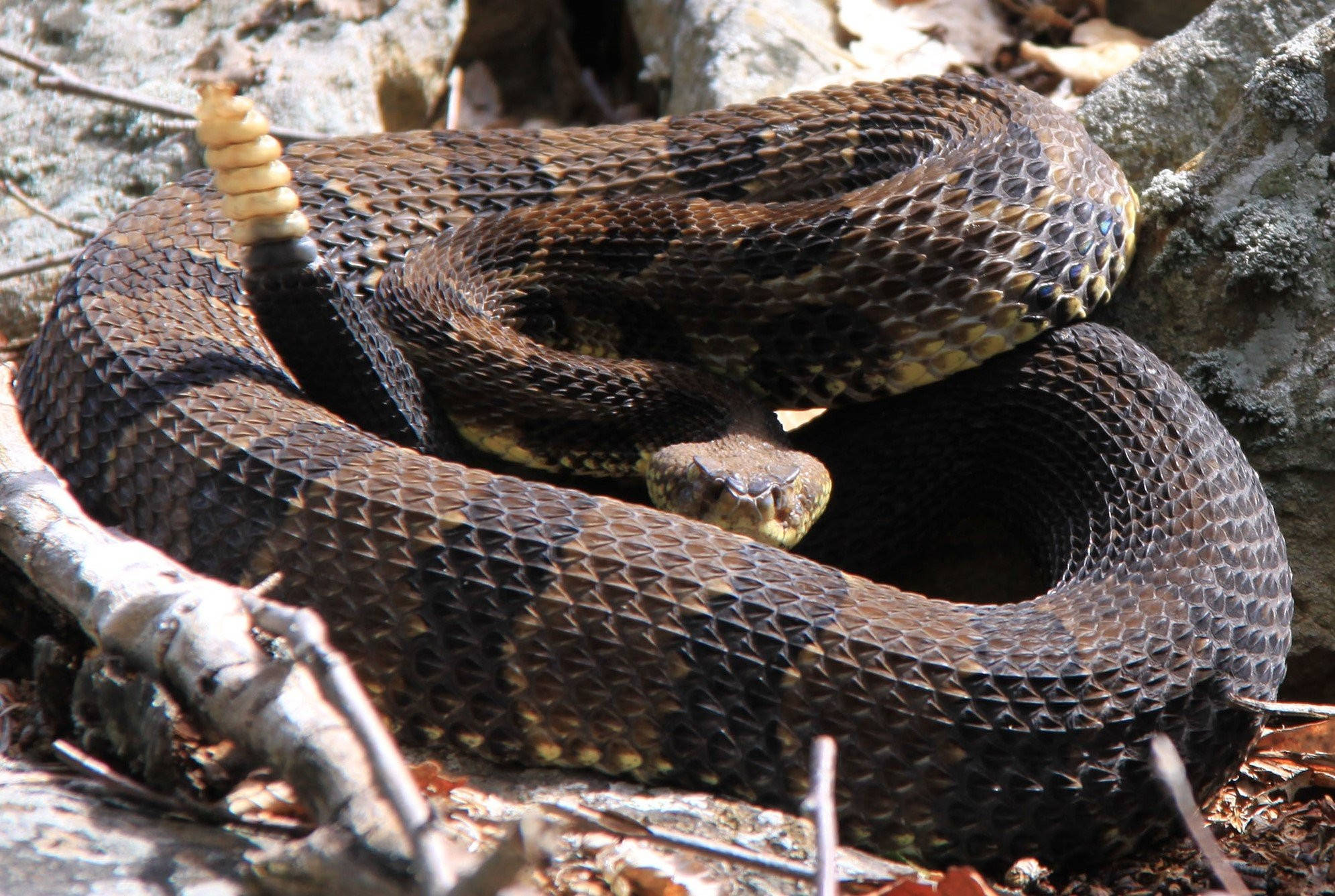 Timber Rattler 蛇黃尾 壁紙 — 一條盤繞的響尾蛇，尾巴上的響環豎起，在明亮的日光下休息於岩石和乾葉之間。
