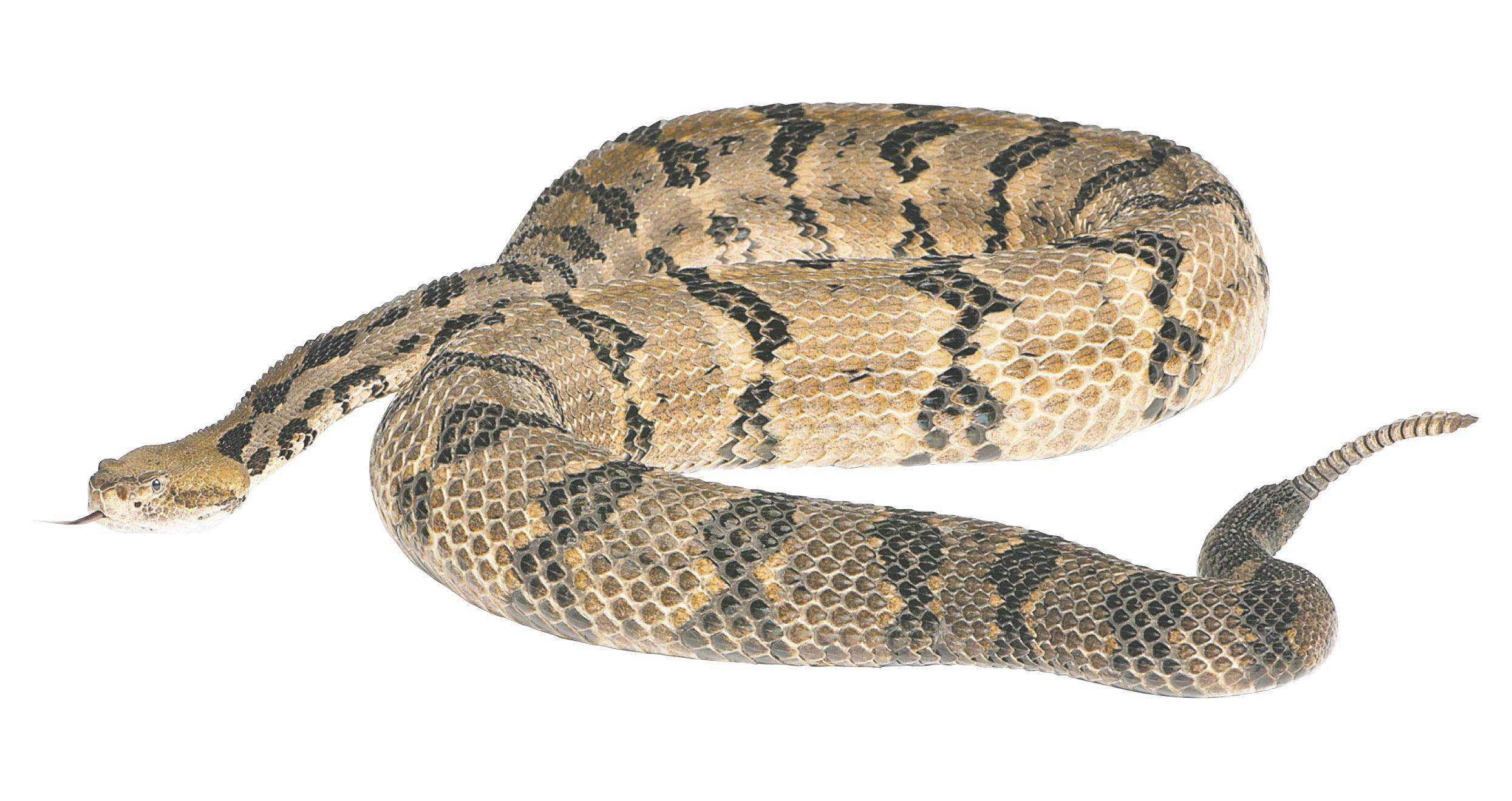 Timber Rattler 蛇白色背景 壁紙 — 一條盤繞的響尾蛇，帶有棕褐色和黑色菱形圖案，在純白背景上休息。