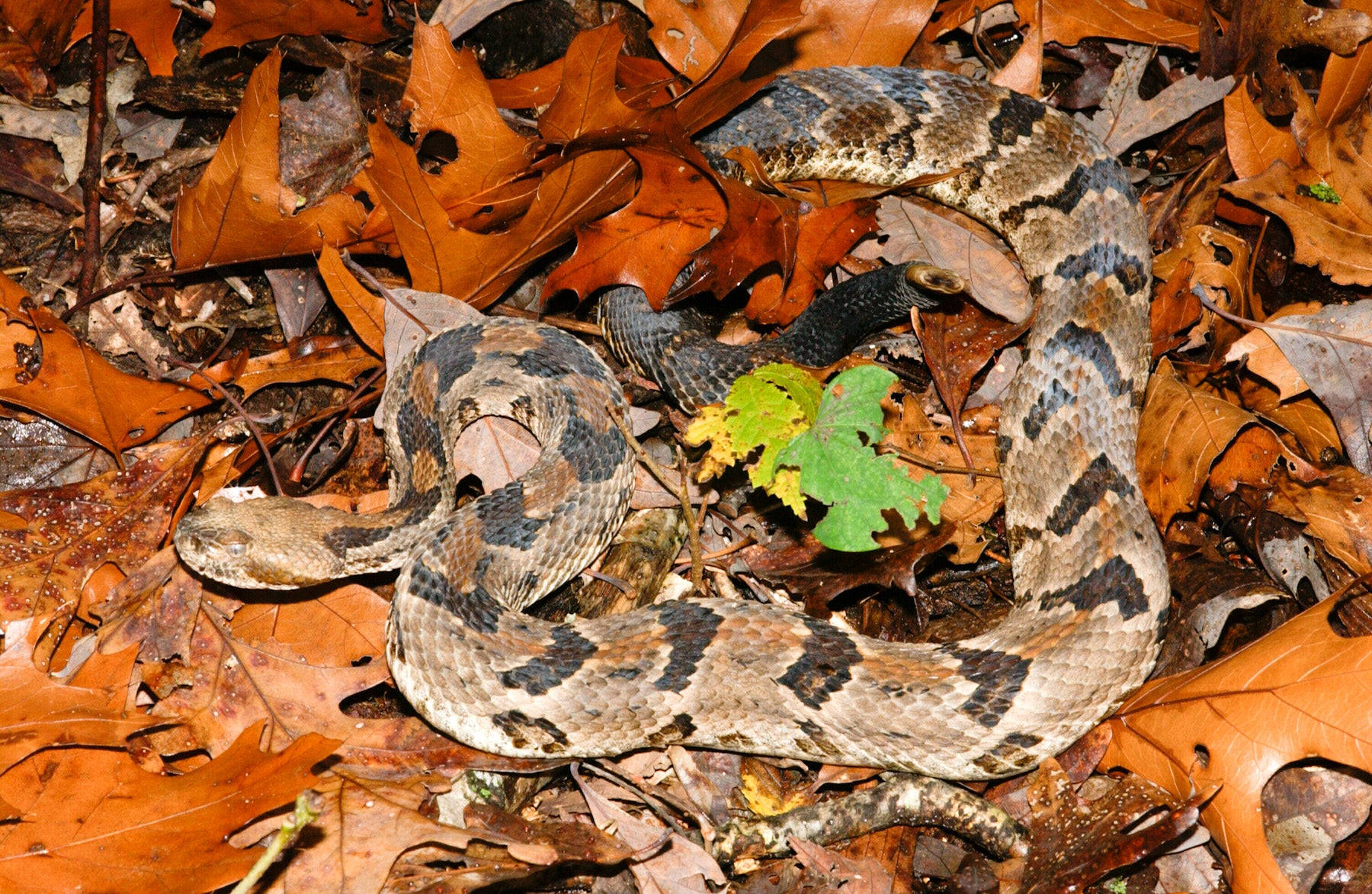 Timber Rattler 蛇於落花葉地面 壁紙 — 一條木響尾蛇盤繞在落下的秋葉中，附近有一片綠葉。