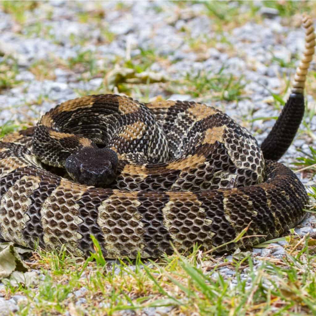 Timber Rattler 蛇在草地與石頭上 壁紙 — 一條盤繞的響尾蛇，帶有複雜的棕色和黑色鱗片，警覺地躺在礫石和草地上休息。