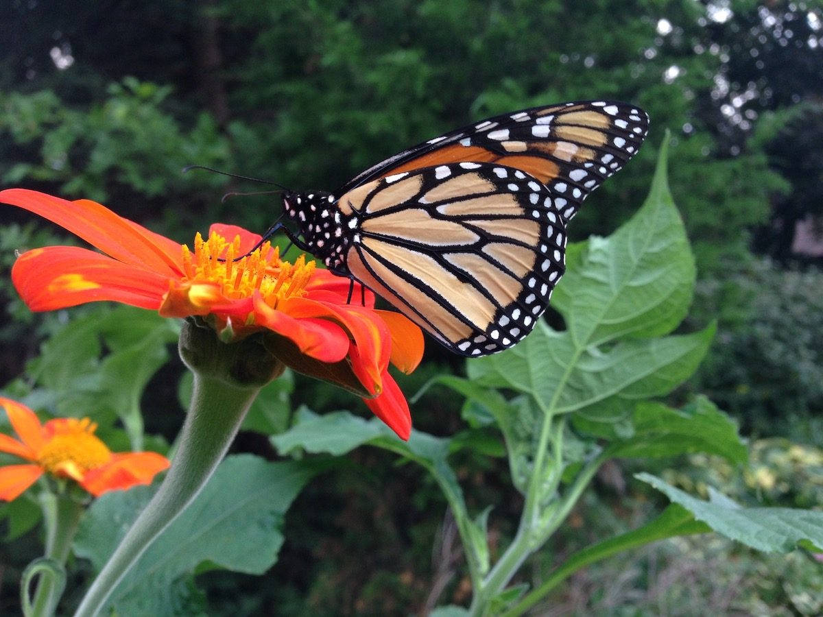 帝王蝶停駐於橙色 Tithonia 花 壁紙 — 一隻帶有橙色、黑色和白色翅膀的帝王蝶，輕盈地棲息在鮮豔的橙色花朵上，背景是茂密的綠色。