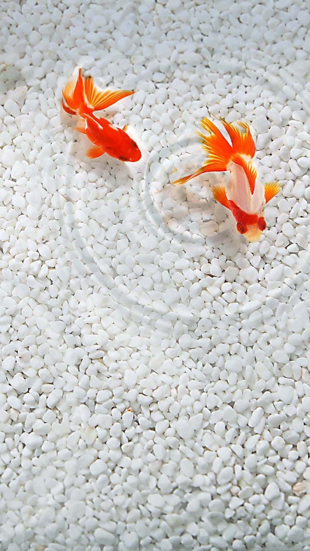 兩條橙色金魚在白色礫石上的清澈水中游泳