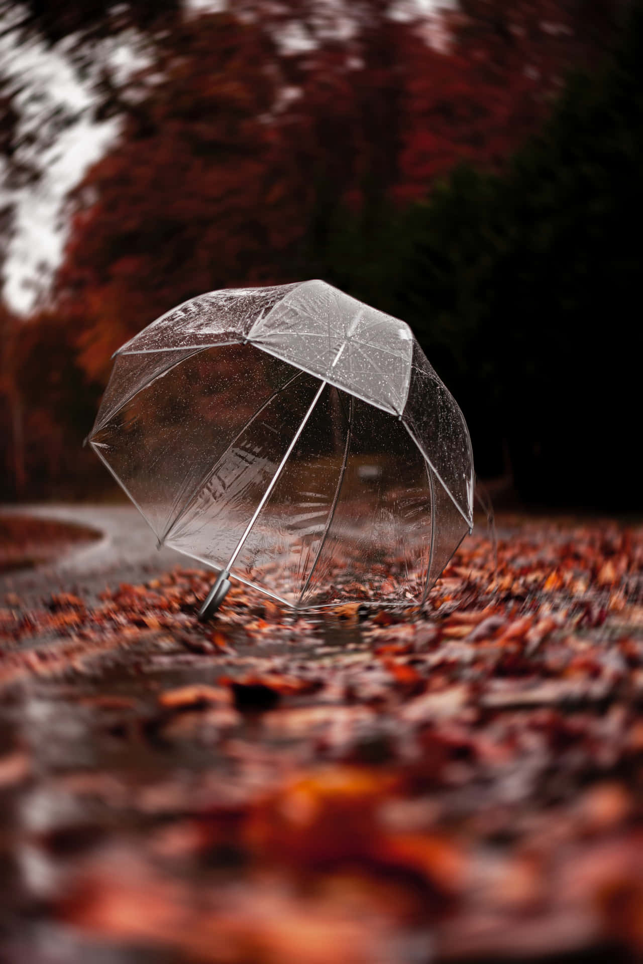  壁紙 — 一把透明雨傘在濕透的秋日森林小徑上打開，小徑上鋪滿了落下的紅葉。