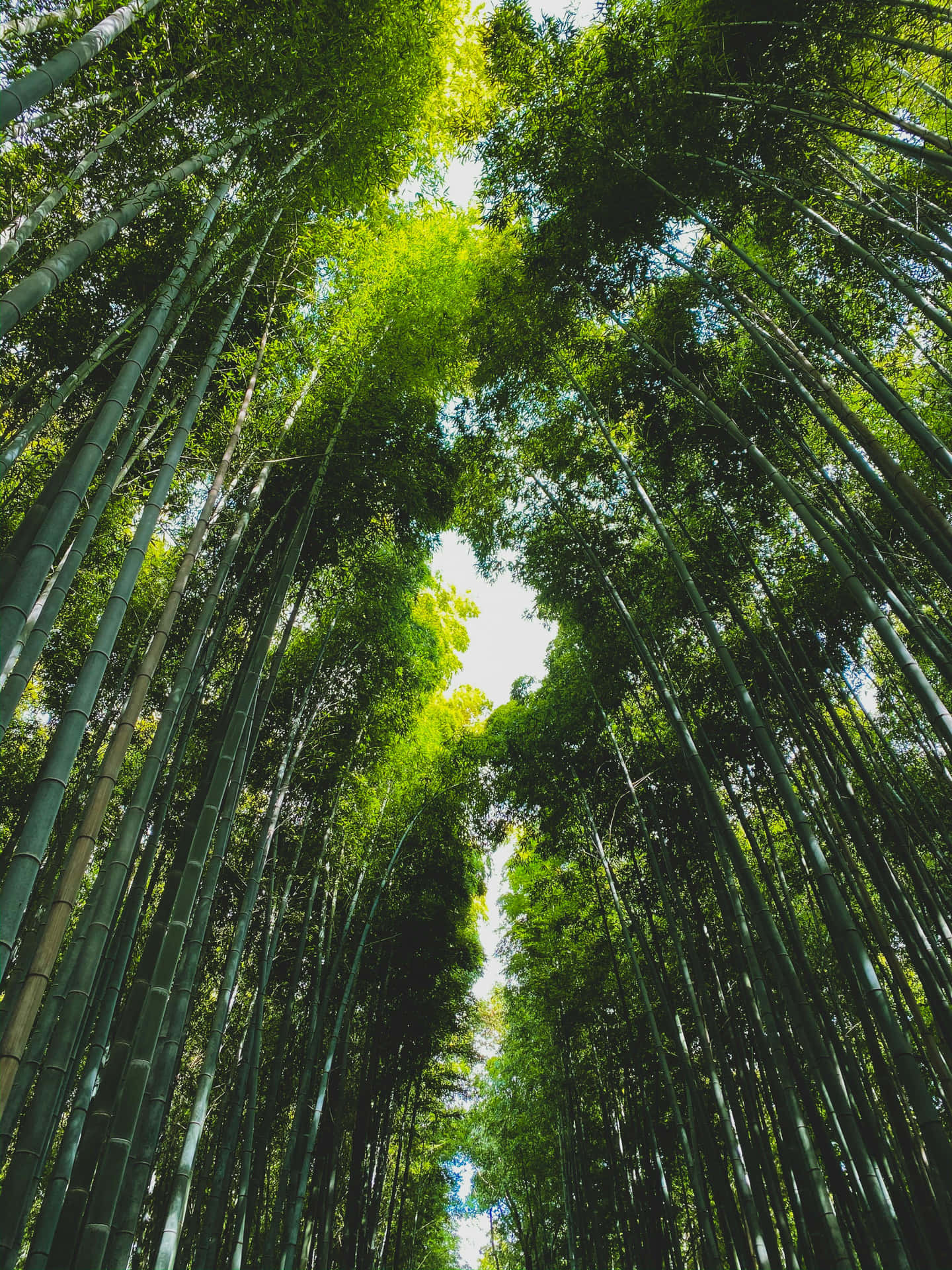  壁紙 — 高聳的竹莖向天空拱起，形成茂密的綠色樹冠，斑駁的陽光透過樹冠灑落。