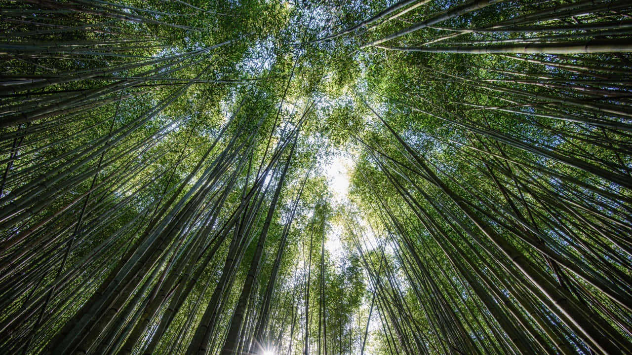  壁紙 — 高聳的竹莖向上拱起，朝向明亮的陽光照射的樹冠，陽光透過茂密的綠葉過濾。