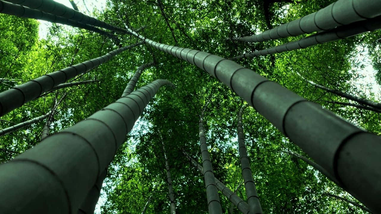  壁紙 — 高聳的竹莖在茂密的森林樹冠中向上生長，過濾著斑駁的陽光。