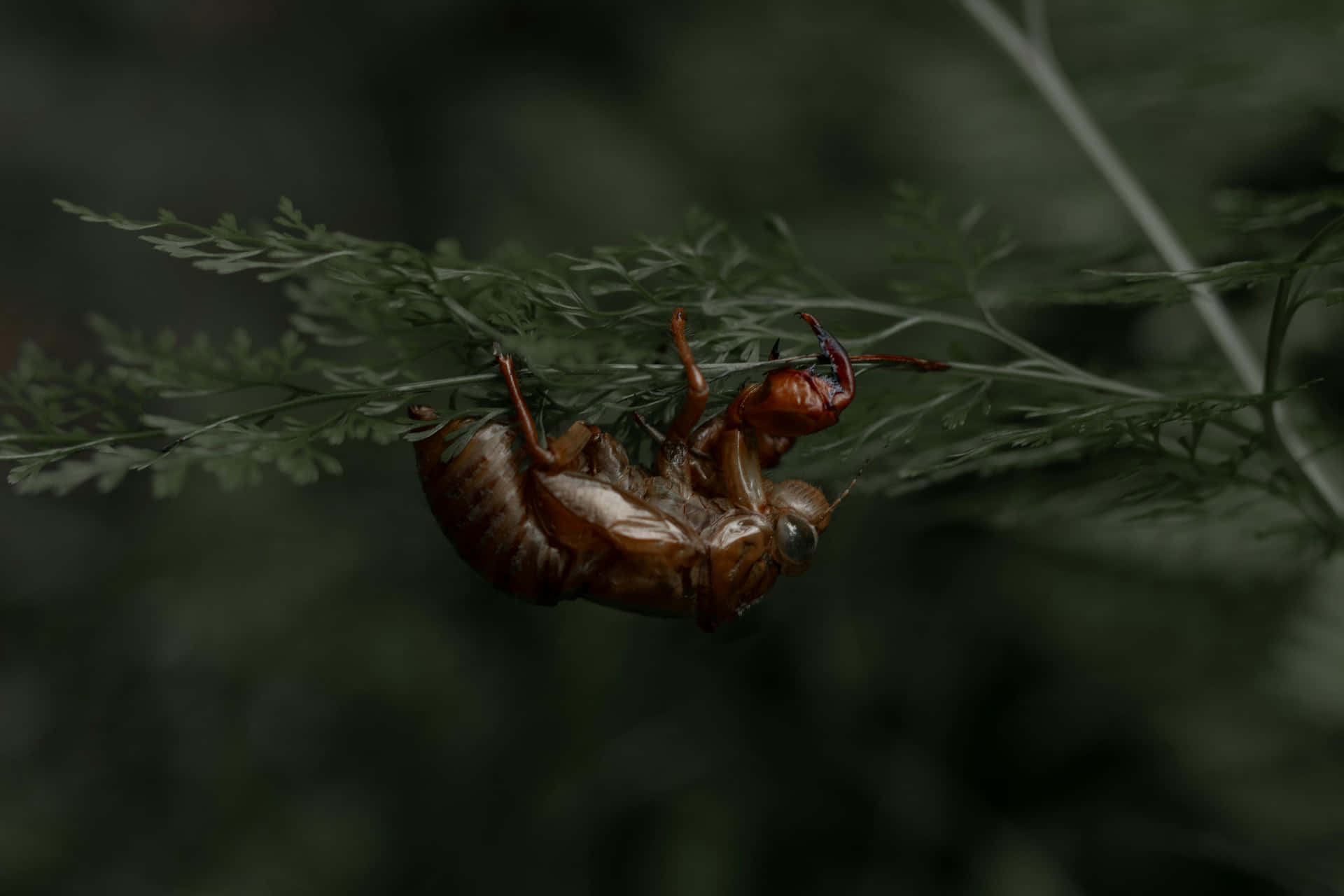  壁紙 — 半透明嘅啡色蟬殼依附喺一片精緻嘅綠色蕨葉上，背景係模糊嘅黑暗森林。