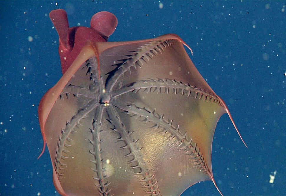Vampire Squid 桌布 壁紙 — 半透明嘅紅色水母帶住複雜嘅放射狀圖案，喺佈滿漂浮粒子嘅深藍色海水入面滑行。