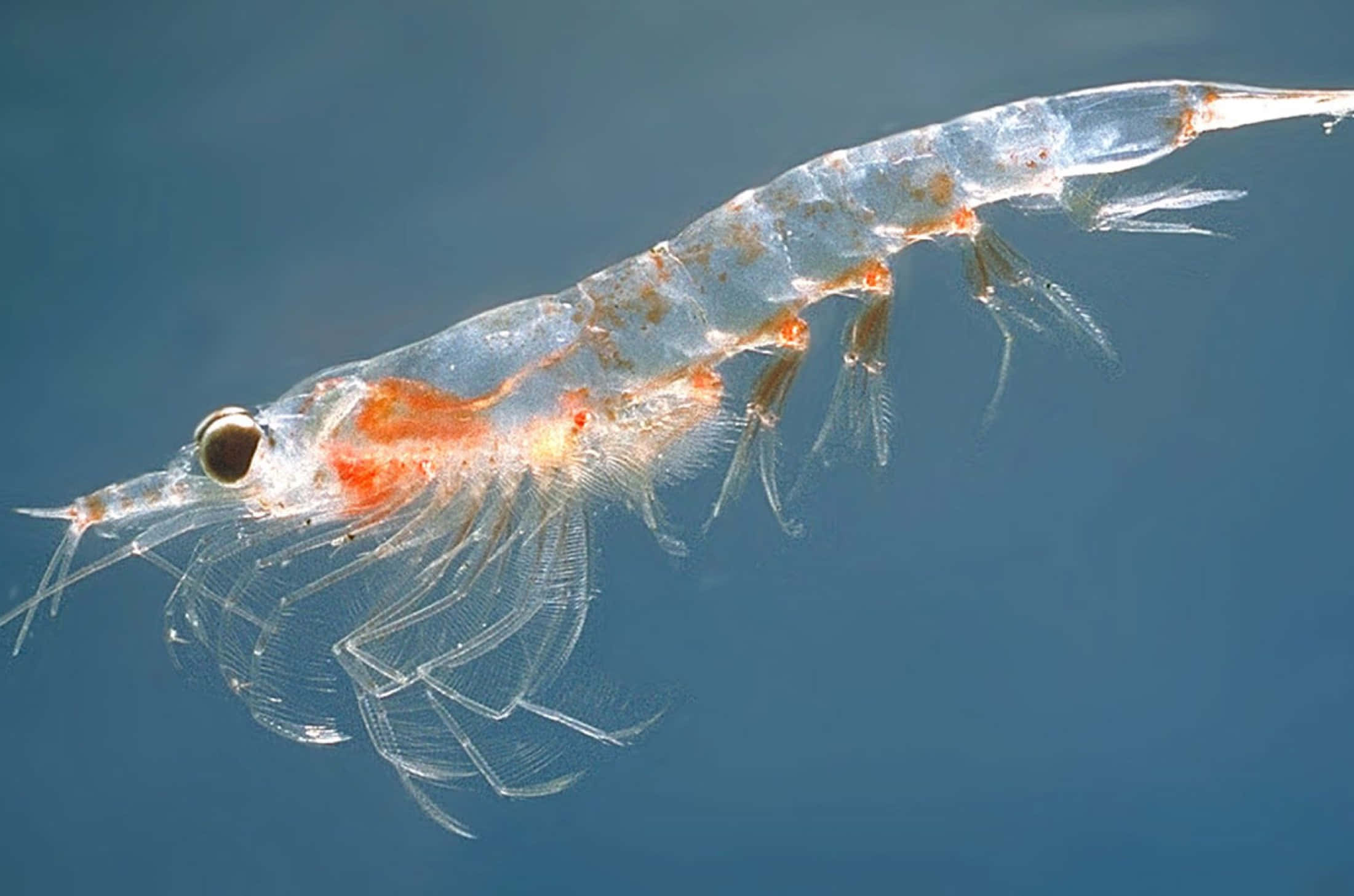 Krill 桌布 壁紙 — 一隻帶有橙色斑紋的半透明蝦在深藍色水景背景下優雅地游動。