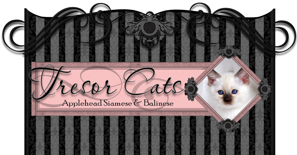 Tresor Cats 暹羅貓與巴厘貓招牌 壁紙 — 一個粉紅色框內的白貓藍眼肖像，背景是黑色和灰色條紋牆紙，帶有華麗的捲曲裝飾。