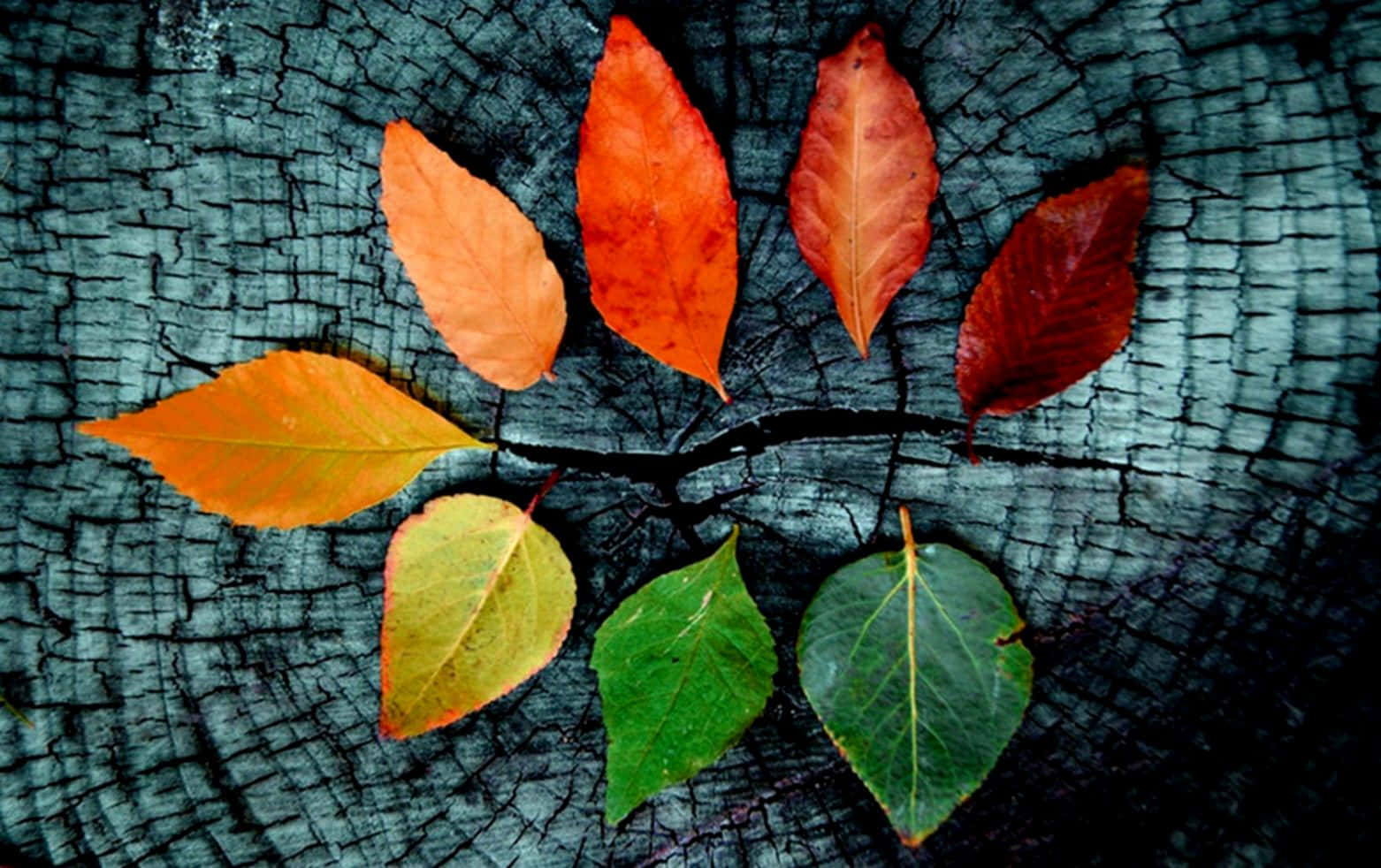 不同顏色樹葉 Tumblr 秋季桌面壁紙 壁紙 — 充滿活力的秋葉，橙色、紅色和綠色，在深色紋理樹樁上排列成圓形。