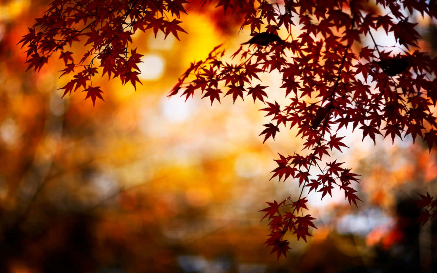 樹上楓葉 Tumblr 秋季桌面壁紙 壁紙 — 秋天溫暖金色散景背景下鮮紅色楓葉的剪影。