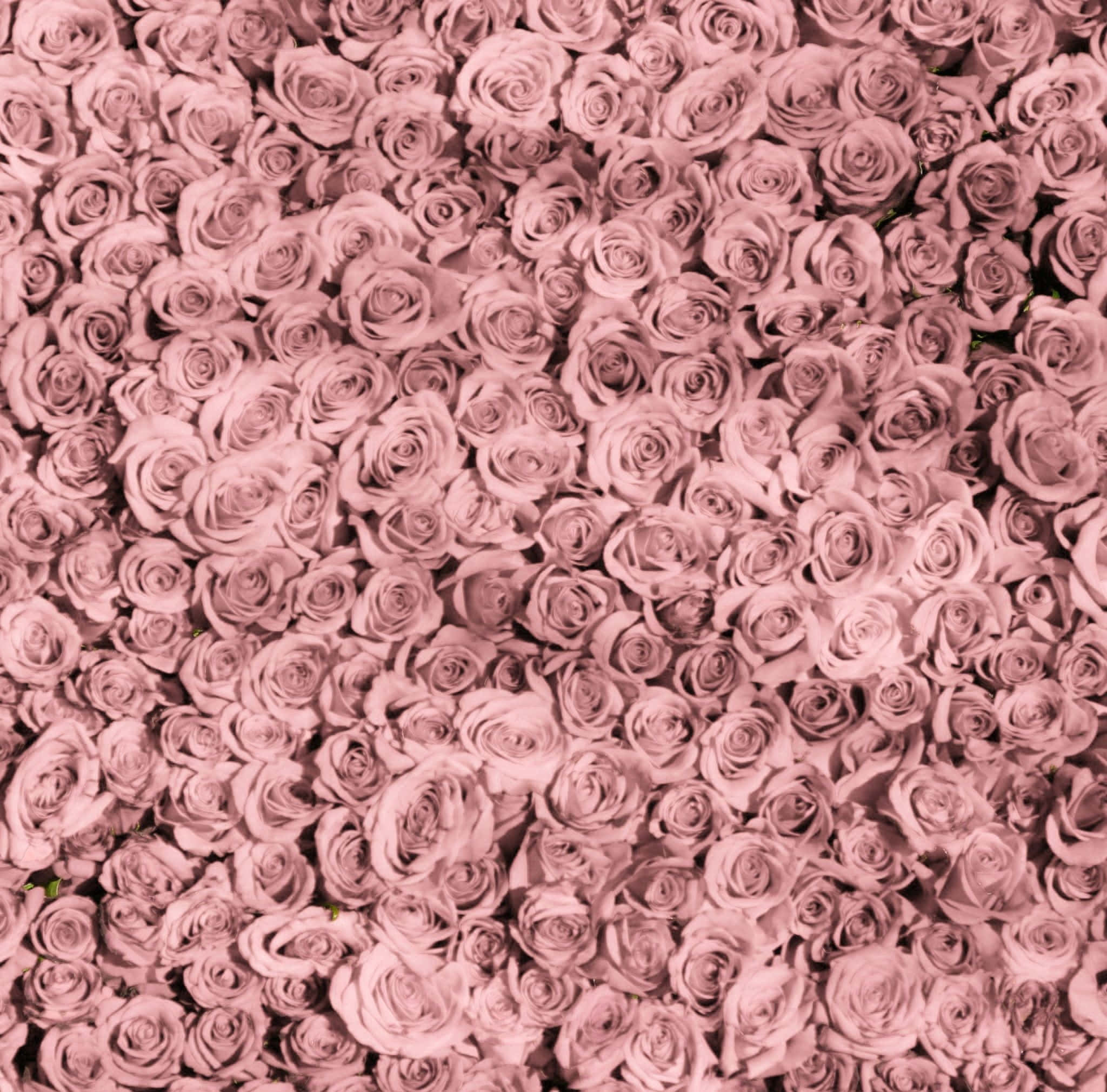 Tumblr iPad 風格粉紅玫瑰壁紙 壁紙 — 一片茂密的淡紫玫瑰填滿了框架，形成豐富的花卉圖案。