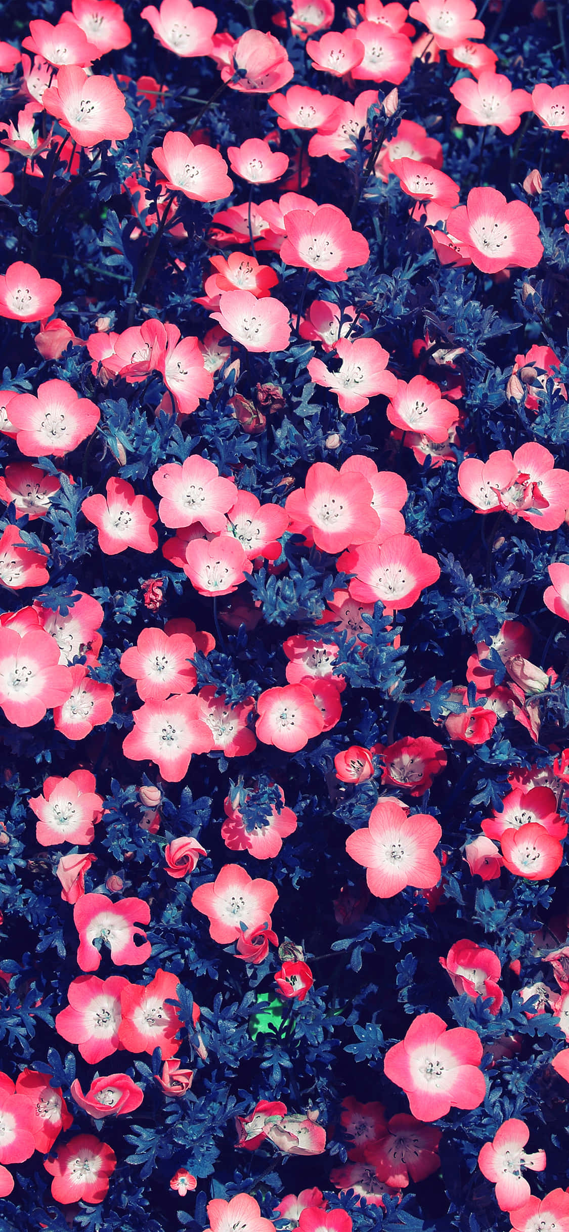 小粉花 Tumblr iPhone 壁紙 — 鮮豔的粉紅色花朵在深藍色葉子背景下密集盛開，形成一片茂盛的花田。