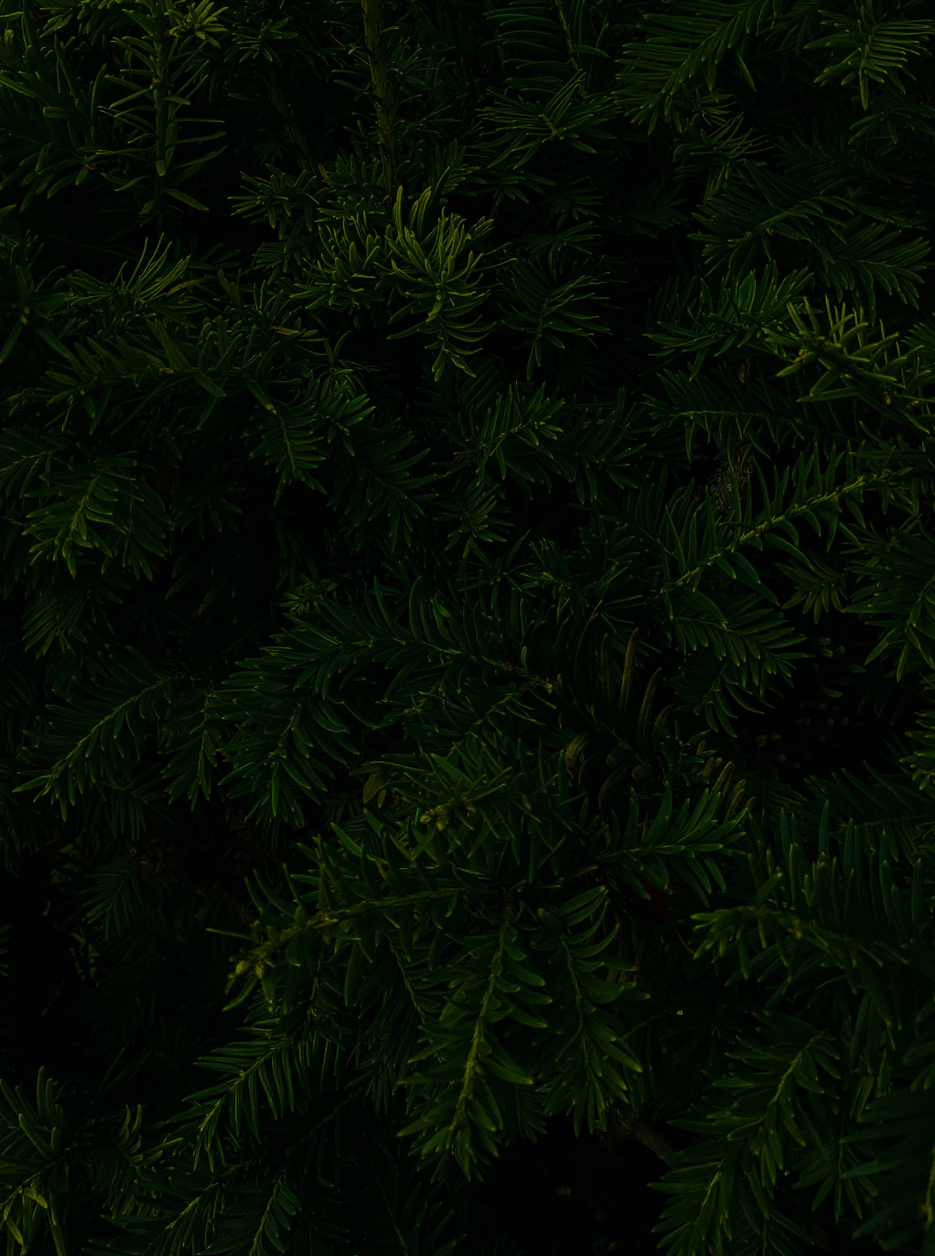 松葉黑色美學 Tumblr iPhone 壁紙 — 深色茂密的常綠樹枝條，帶有深綠色針葉，營造出陰鬱質感的森林地面圖案。