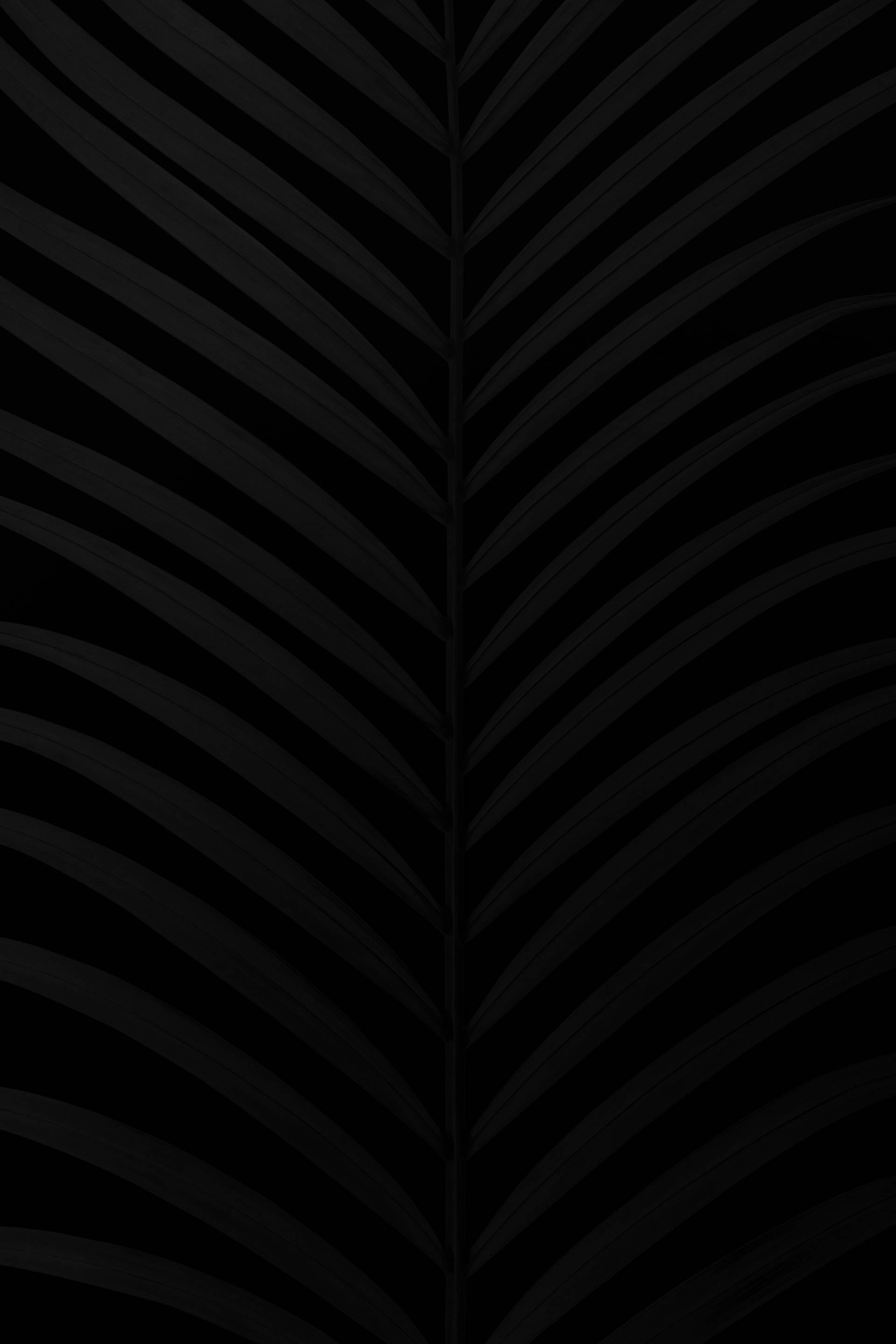 黑色棕櫚葉黑色美學 Tumblr iPhone 壁紙 — 棕櫚葉的黑白特寫，在黑色背景上帶有微妙的漸變。