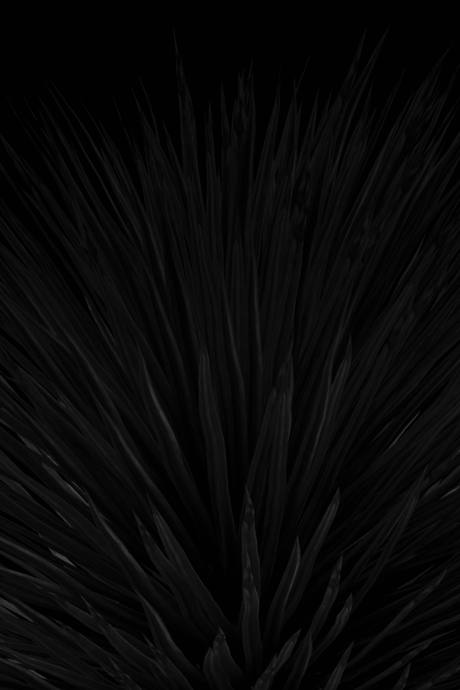 金合歡葉黑調Tumblr iPhone壁紙 壁紙 — 一個戲劇性的特寫，深色多刺的植物葉子在純黑色背景下向外輻射。