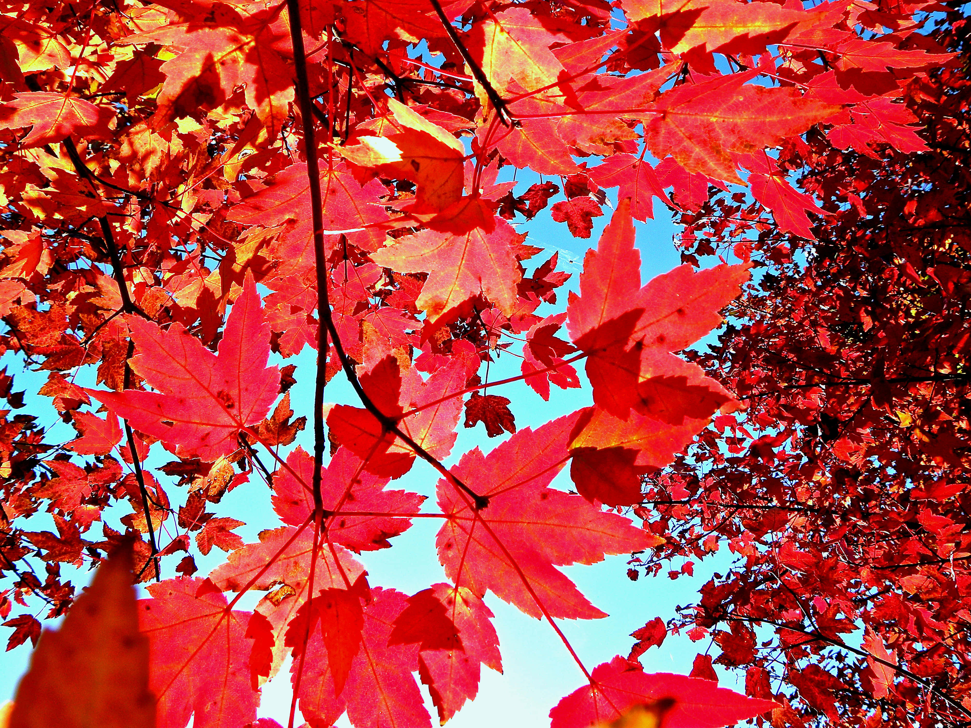紅葉秋日Tumblr 壁紙 — 鮮紅的楓葉在晴朗的藍天下，以低角度秋景拍攝中閃耀。
