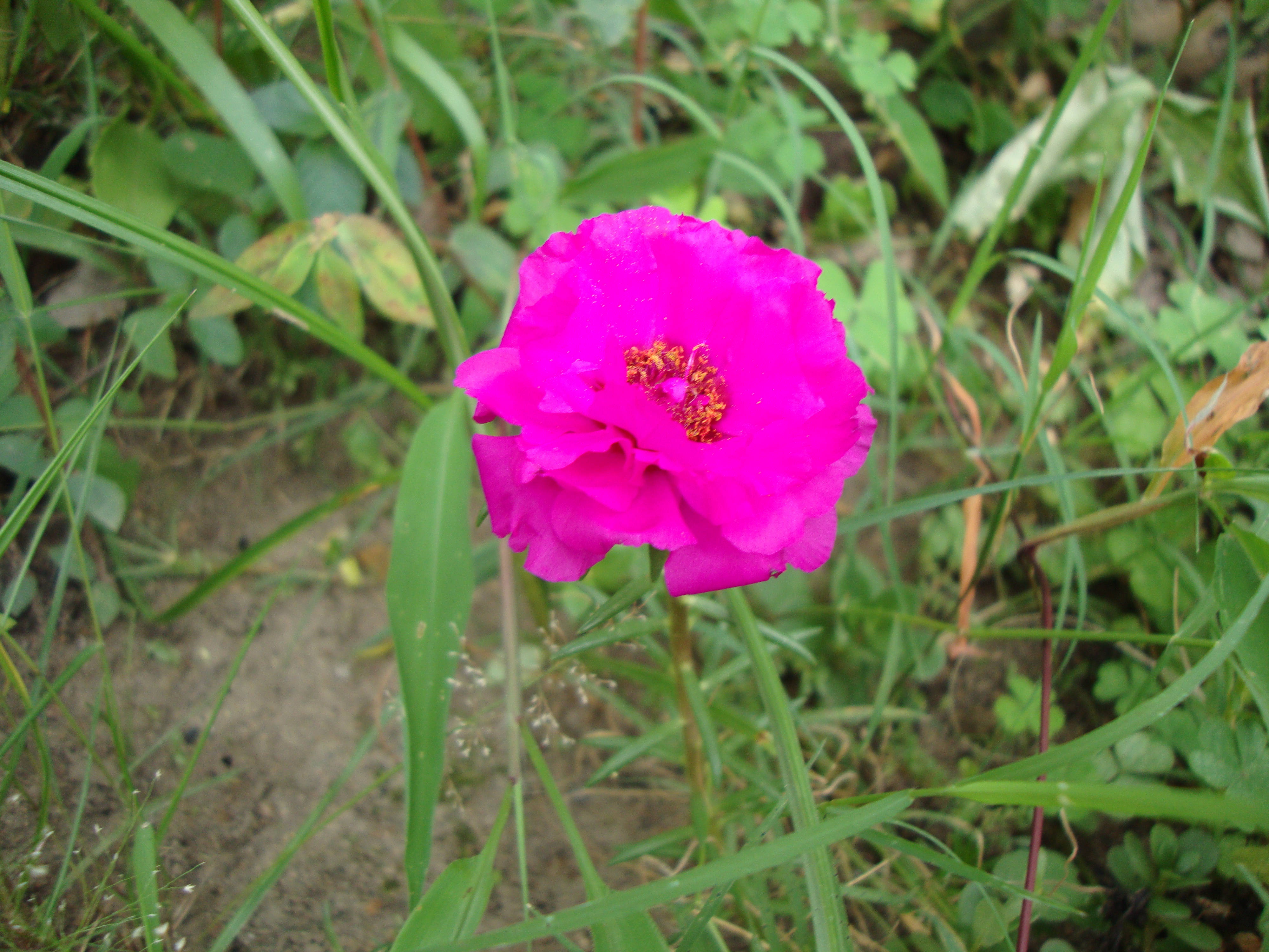 Tumblr 亮粉色花 壁紙 — 一朵鮮豔的洋紅色花朵，帶有黃色花心，在茂密的綠草和泥土中盛開。