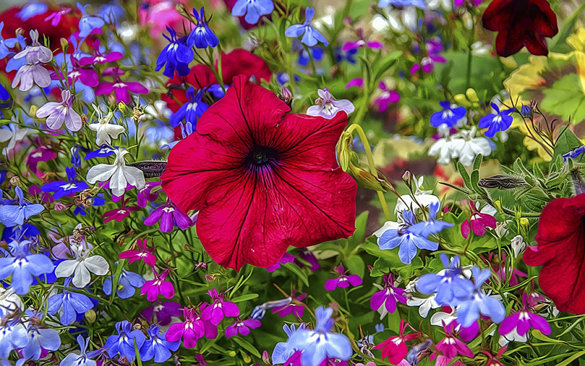 Tumblr 多彩花卉 壁紙 — 一朵鮮紅色的矮牽牛花在茂盛花園中，在藍色、白色和紫色花朵的繽紛組合中盛開，格外引人注目。