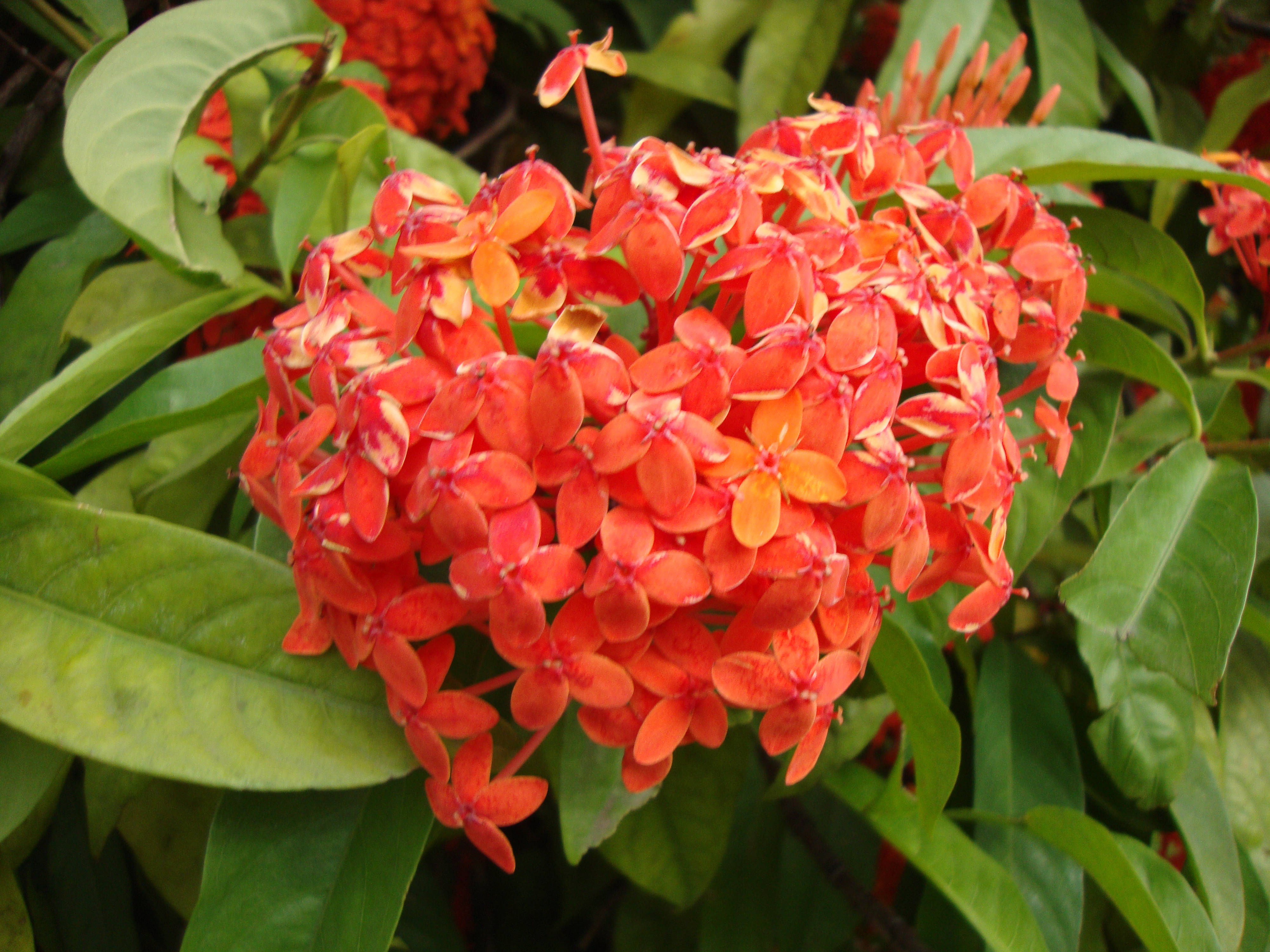 Tumblr 小型橙色天竺葵 壁紙 — 鮮豔的橙紅色花朵簇，花瓣精緻，周圍環繞著茂密的綠葉。