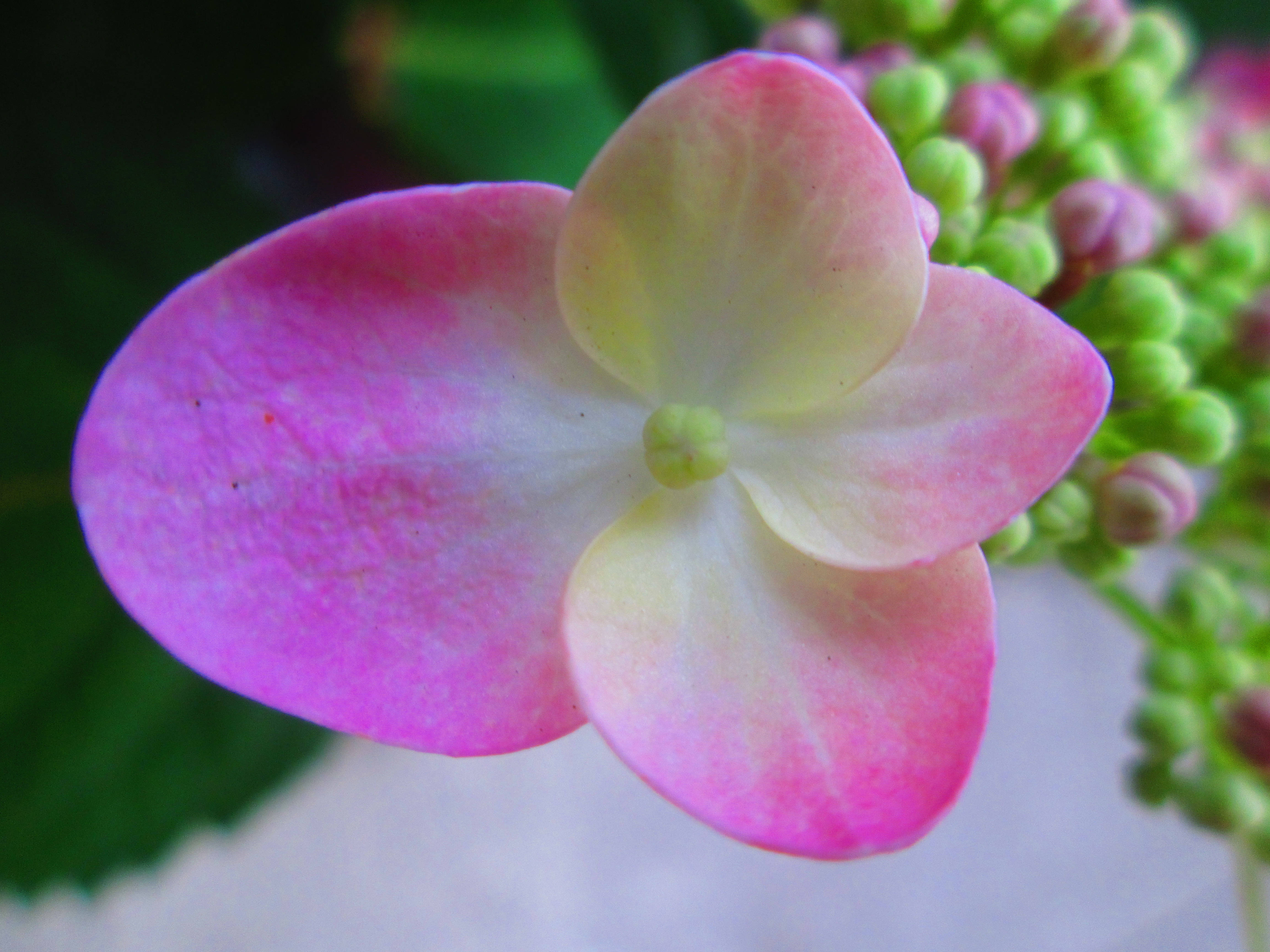 Tumblr 柔滑粉紅花瓣 壁紙 — 一朵精緻粉紅色繡球花的特寫，帶有柔和漸變花瓣和背景中的綠色花蕾。