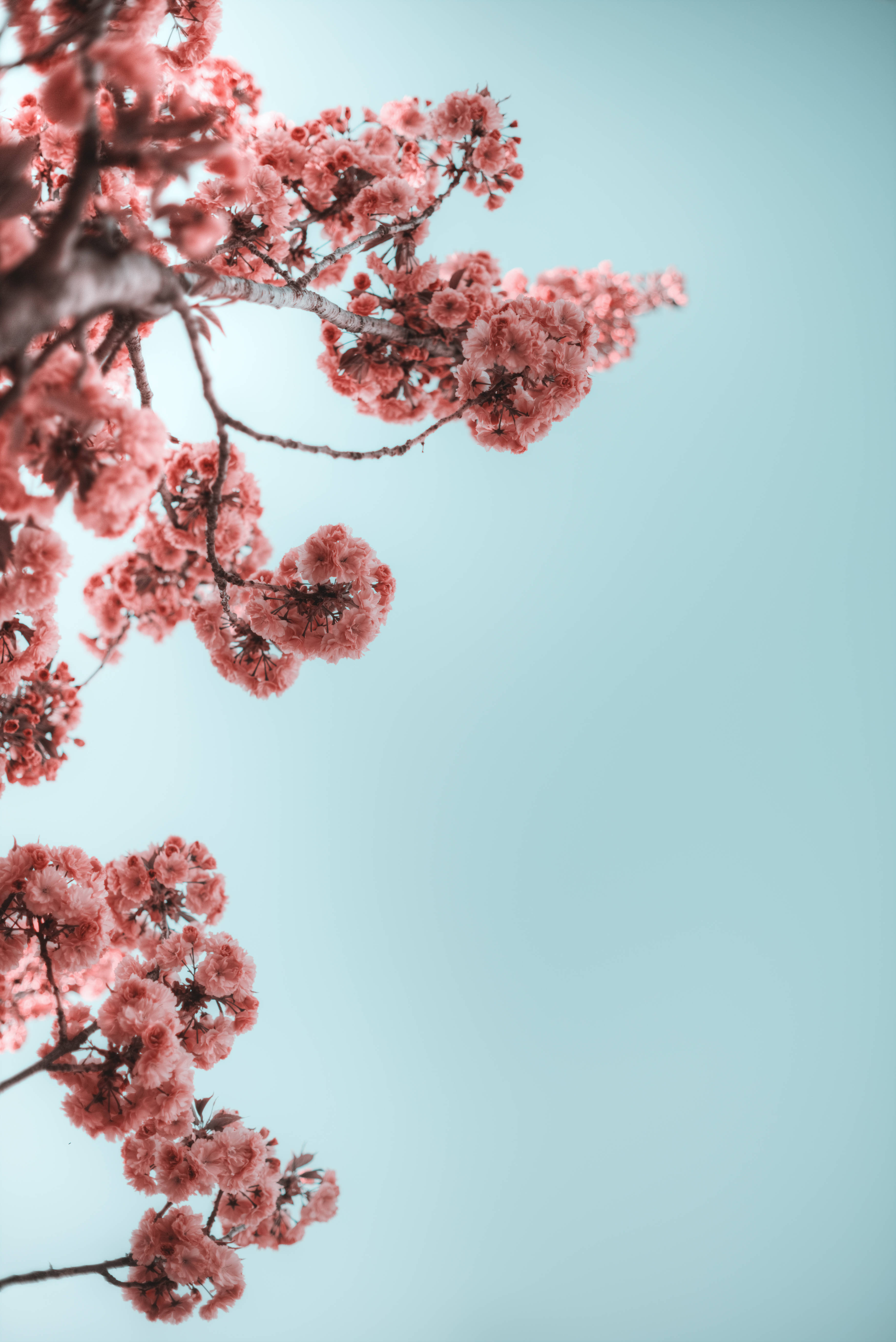 Tumblr 樹枝花朵 壁紙 — 粉紅色的櫻花在深色樹枝上密集綻放，襯托著柔和的粉藍色天空。