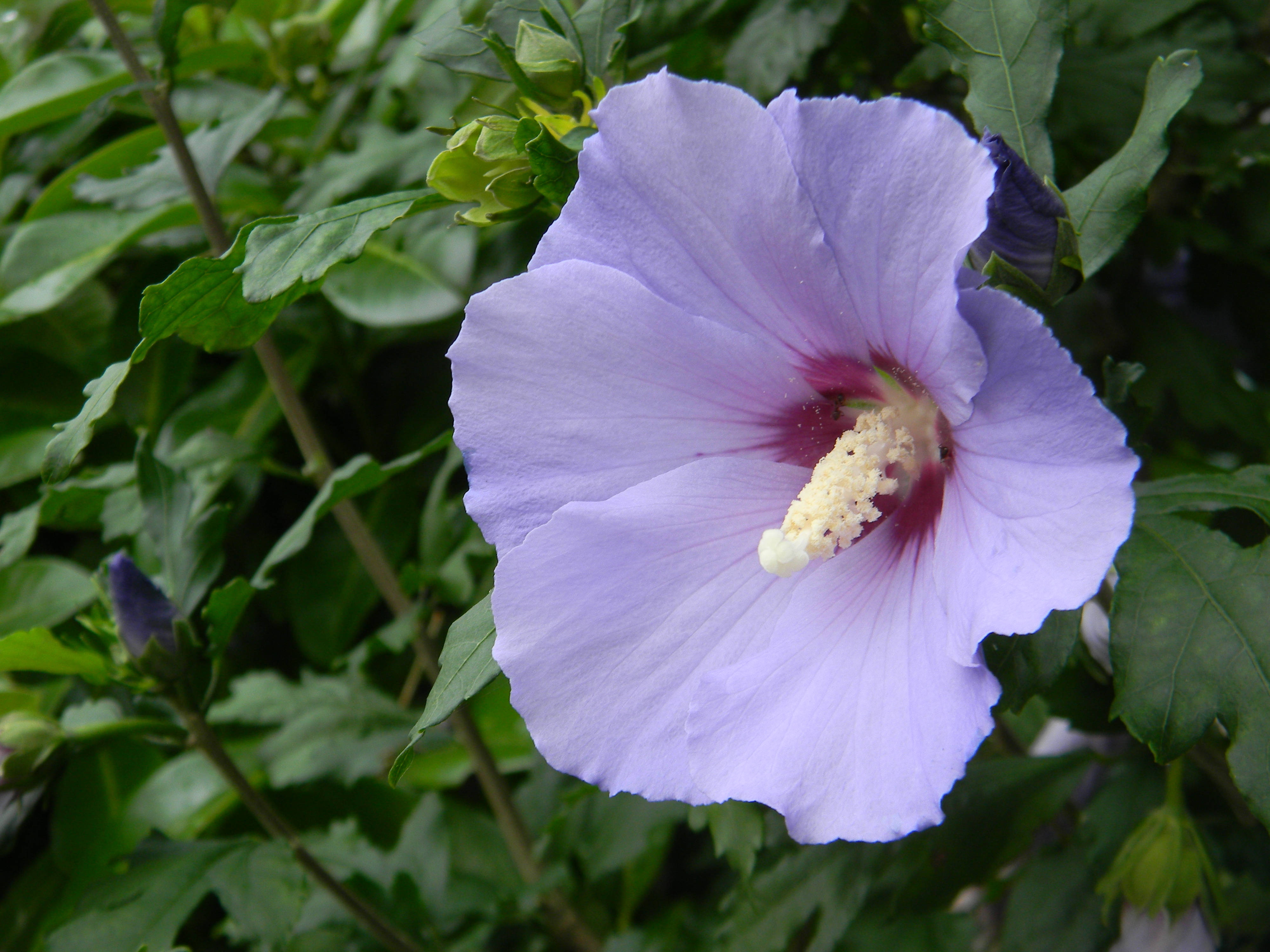 Tumblr 淡紫色花瓣花 壁紙 — 一朵精緻的薰衣草芙蓉花在茂密的綠葉中綻放，光線柔和自然。