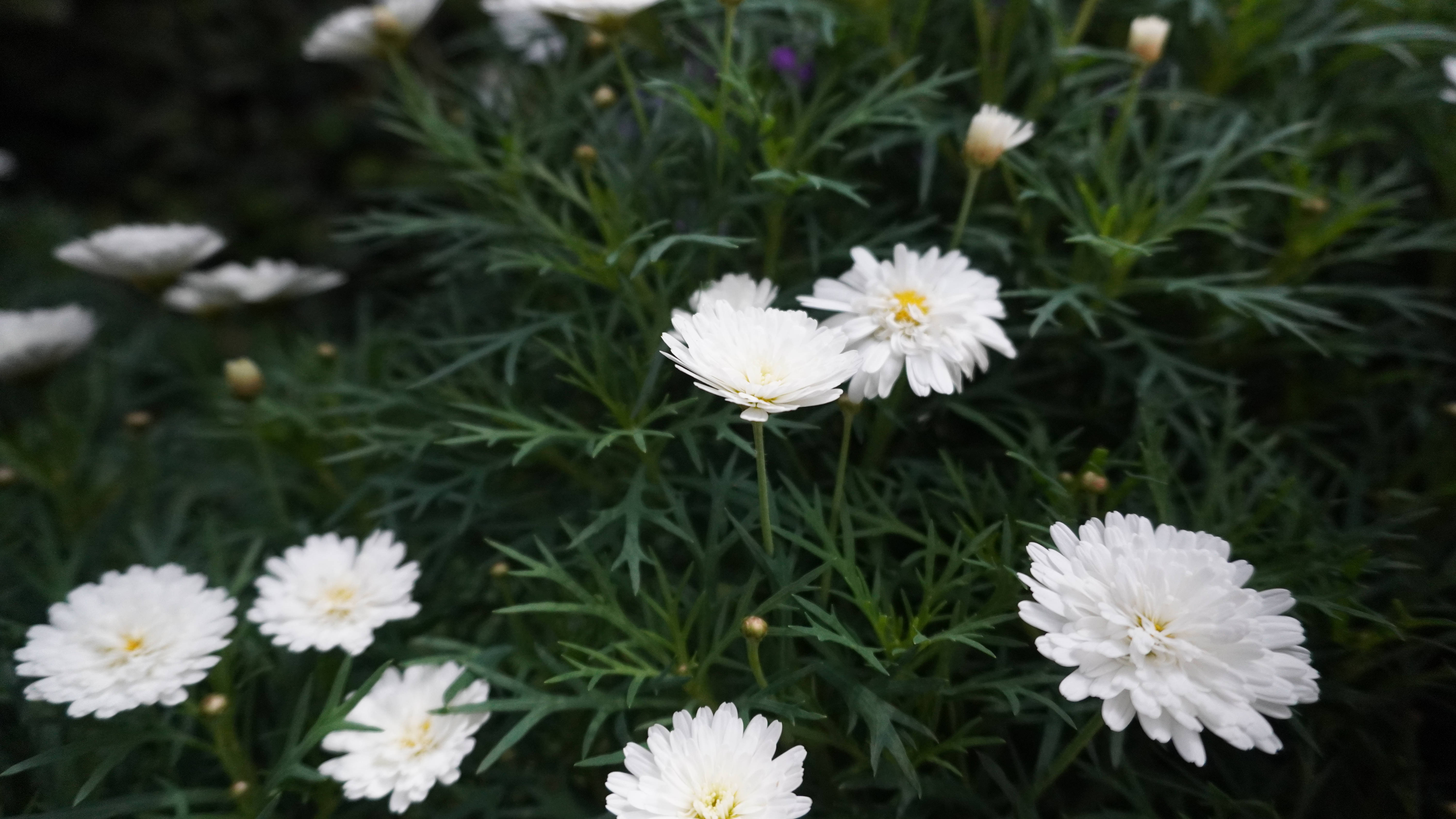 Tumblr 白色繡球花 壁紙 — 白色雛菊帶黃色花心，在柔和的自然光中，在羽毛般的綠色葉叢中綻放。