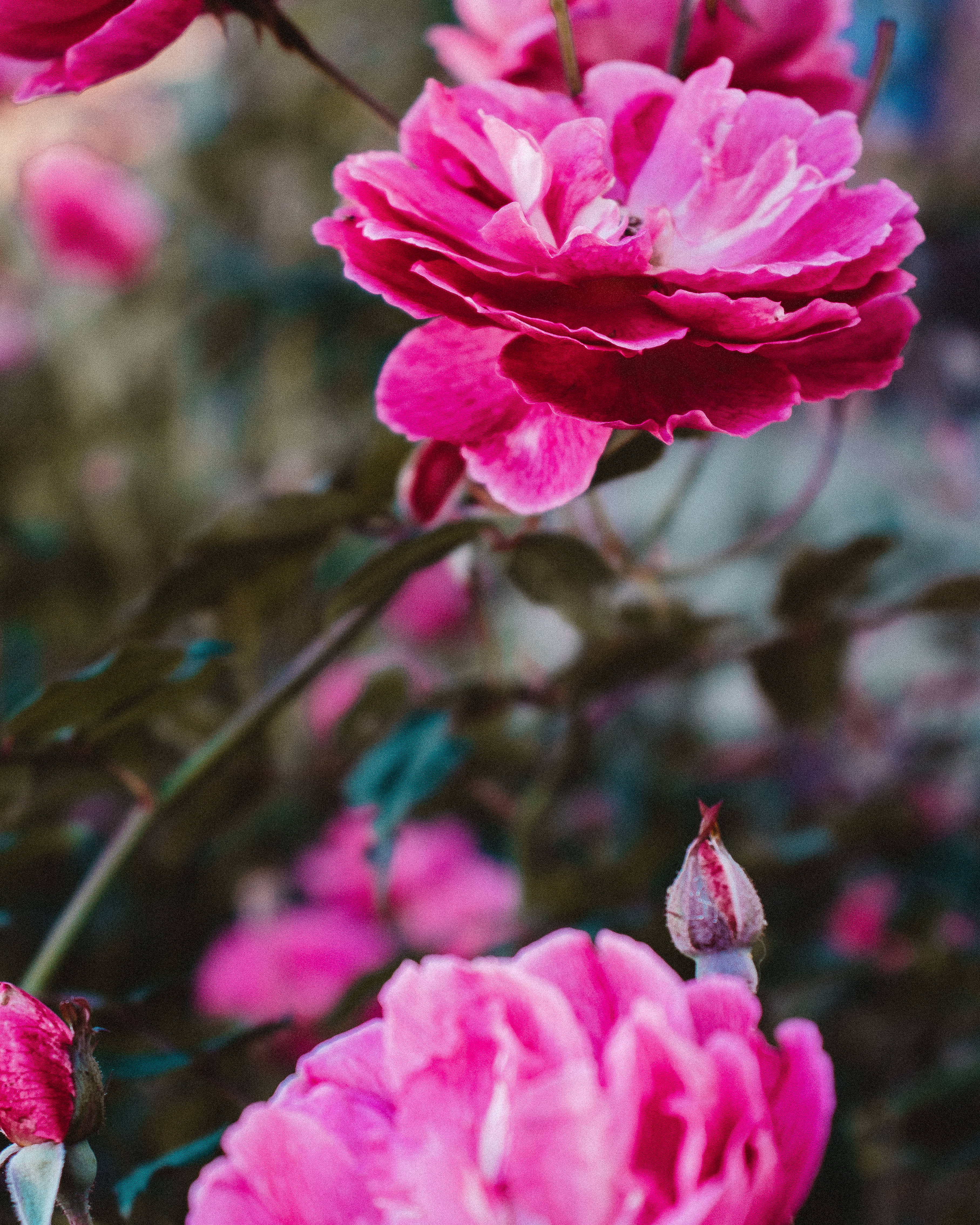 Tumblr 粉紅玫瑰 壁紙 — 鮮豔的粉紅玫瑰在柔和焦點中盛開，伴隨著茂盛的綠葉和萌芽的莖幹，呈現花園場景。