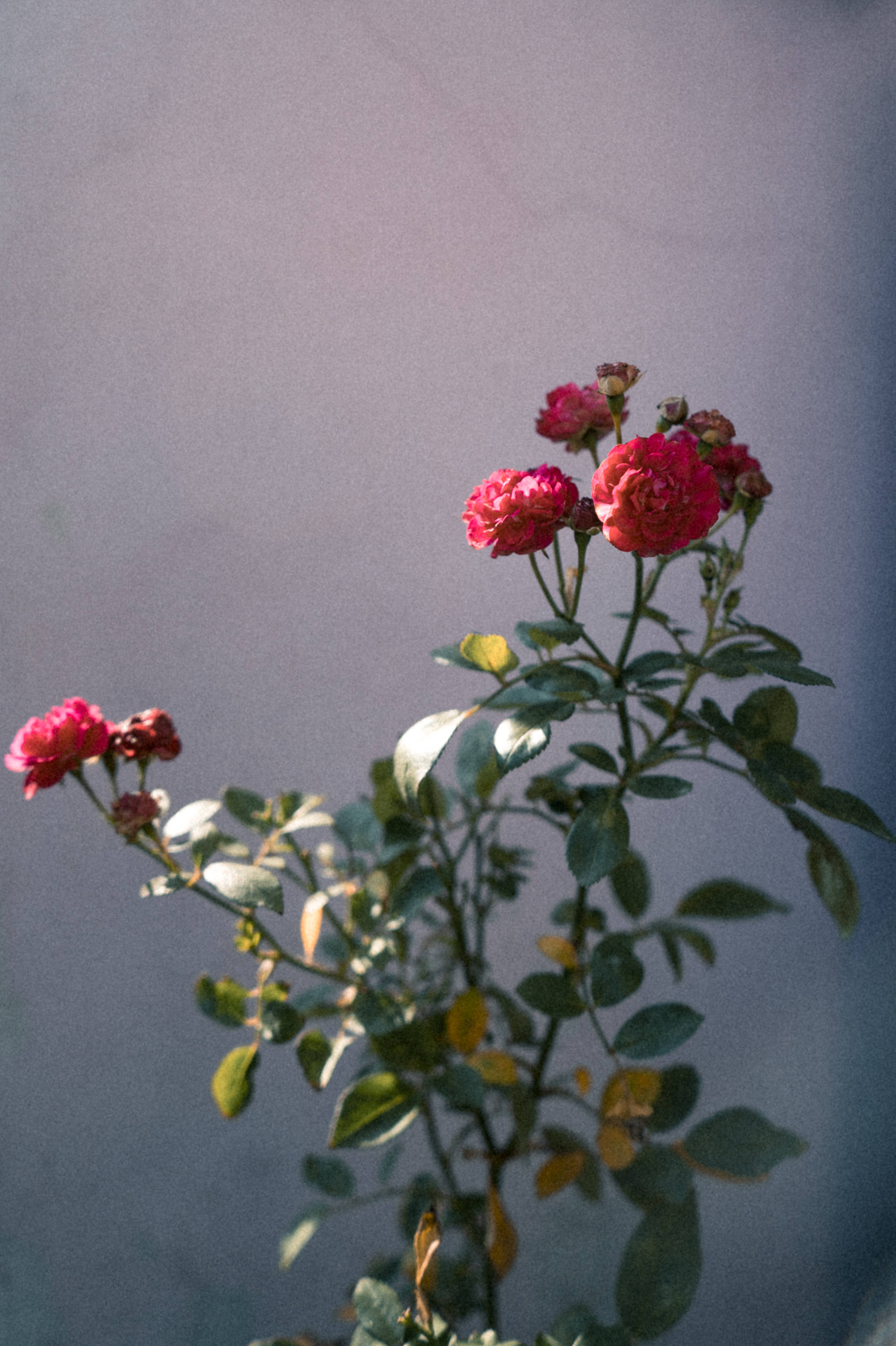 Tumblr 紅玫瑰 壁紙 — 鮮豔的粉紅玫瑰在柔和的灰色背景上綻放，精緻的綠葉捕捉著柔和的光線。