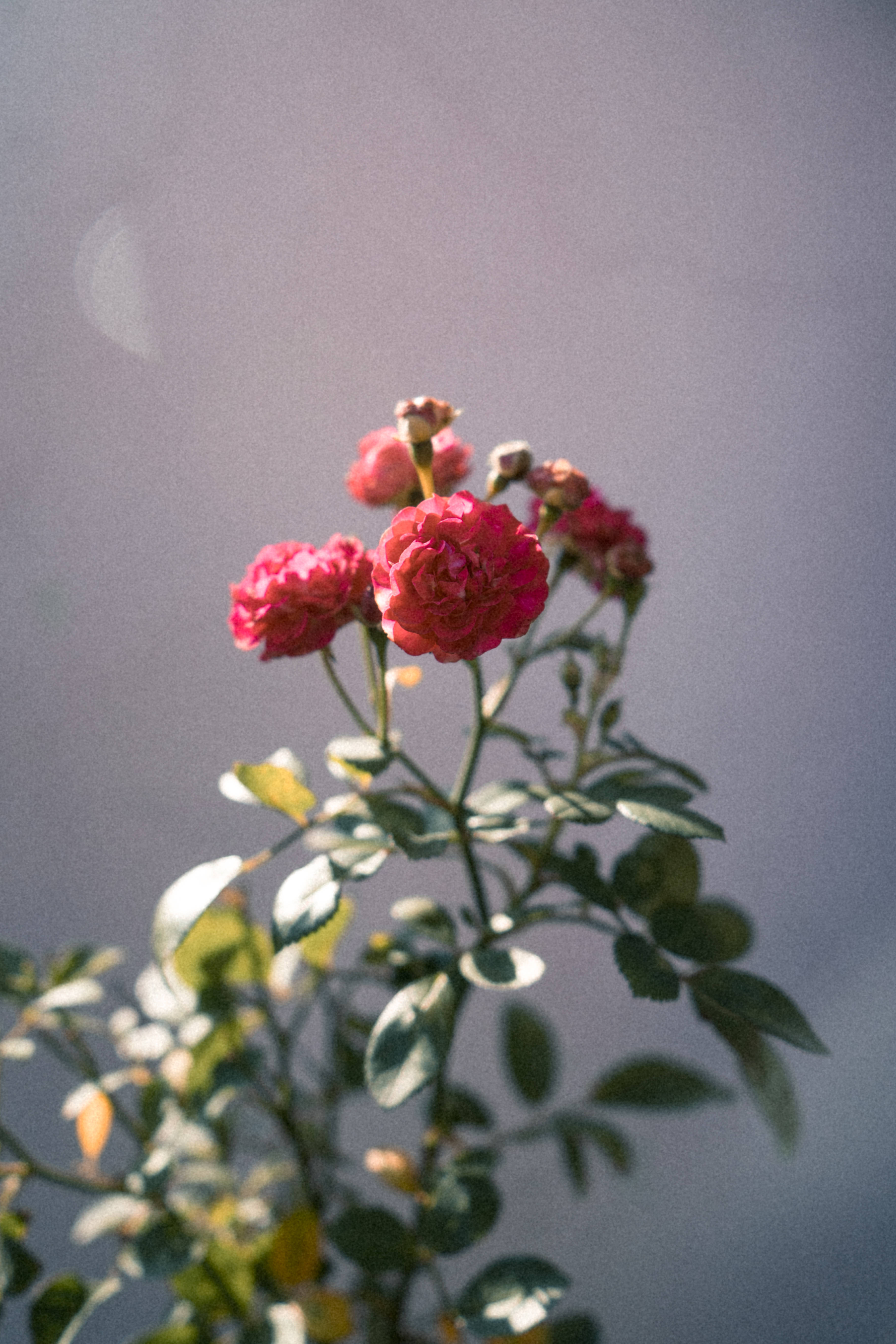 Tumblr 紅玫瑰叢 壁紙 — 柔和的粉紅玫瑰在朦朧的紫色天空下綻放，帶有柔和的背光和鏡頭光暈。