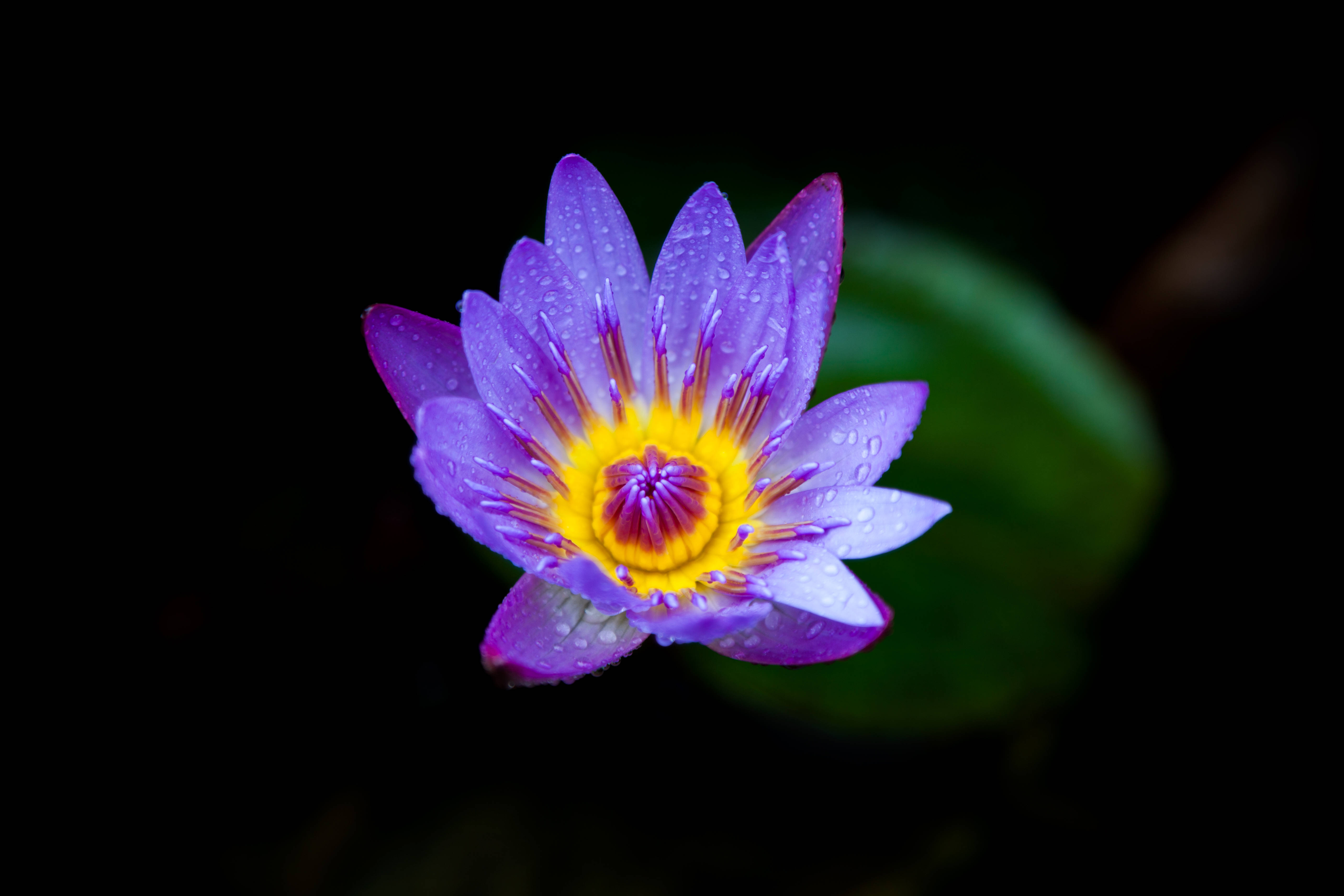 Tumblr 紫黃色蓮花盛開 壁紙 — 一朵充滿活力的紫色睡蓮帶著露珠，在純黑背景下綻放，其黃色中心柔和發光。