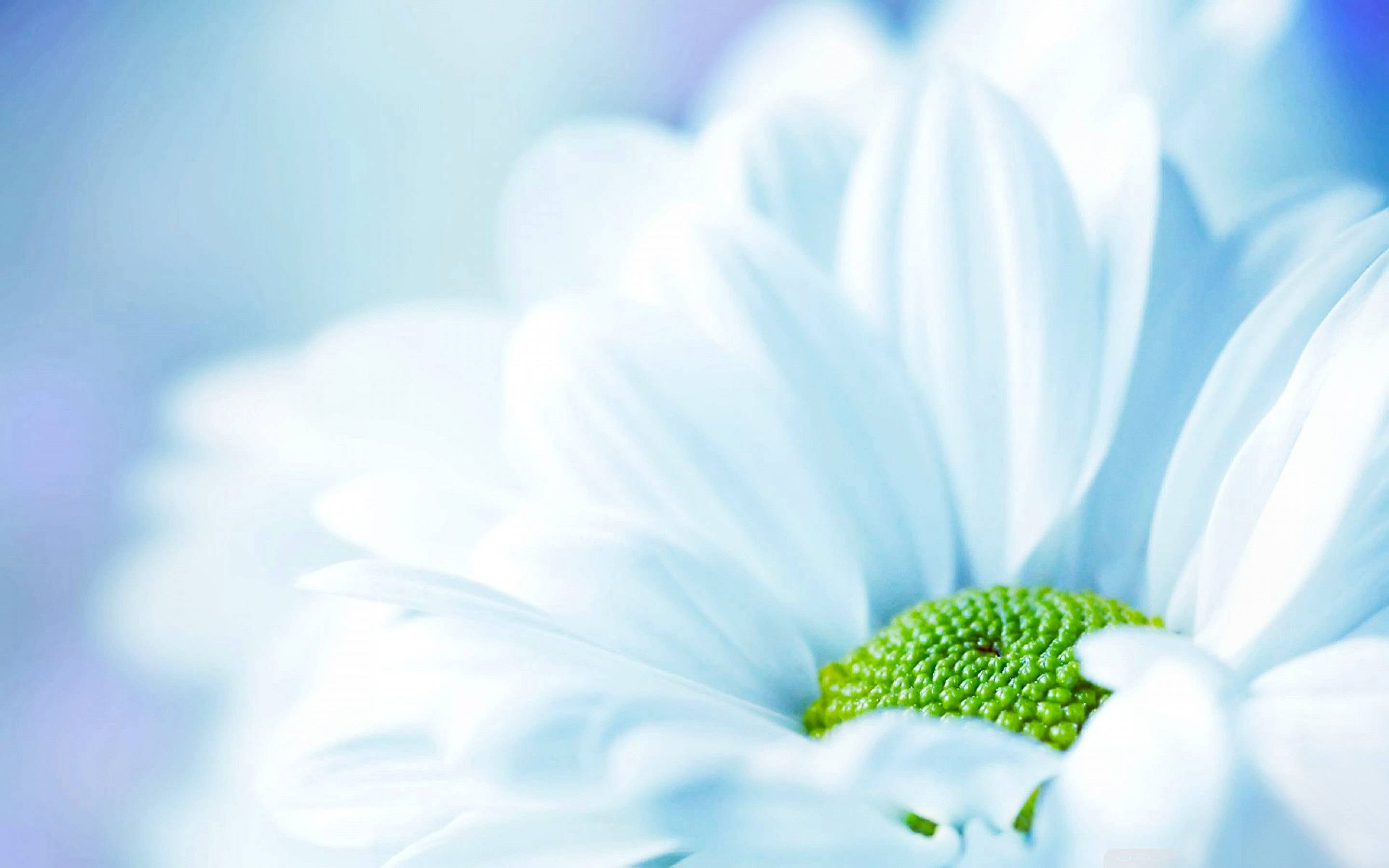 Tumblr 綠心花 壁紙 — 一朵白色雛菊的特寫，帶有充滿活力的綠色中心，沐浴在柔和的藍光中。