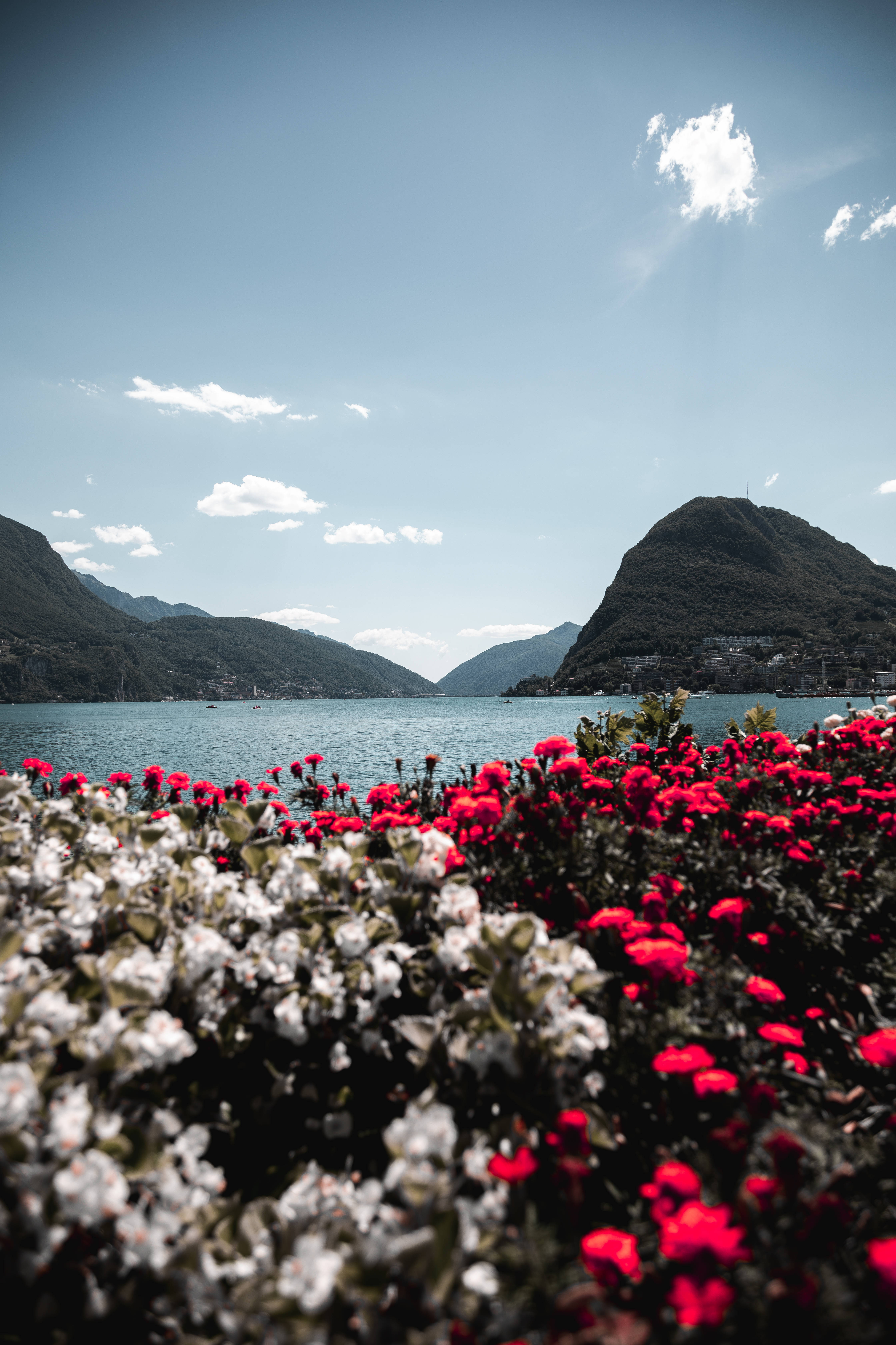 Tumblr 花叢 壁紙 — 鮮豔的紅色和白色花朵在前景盛開，寧靜的湖泊和森林覆蓋的山脈在明亮的藍天下。