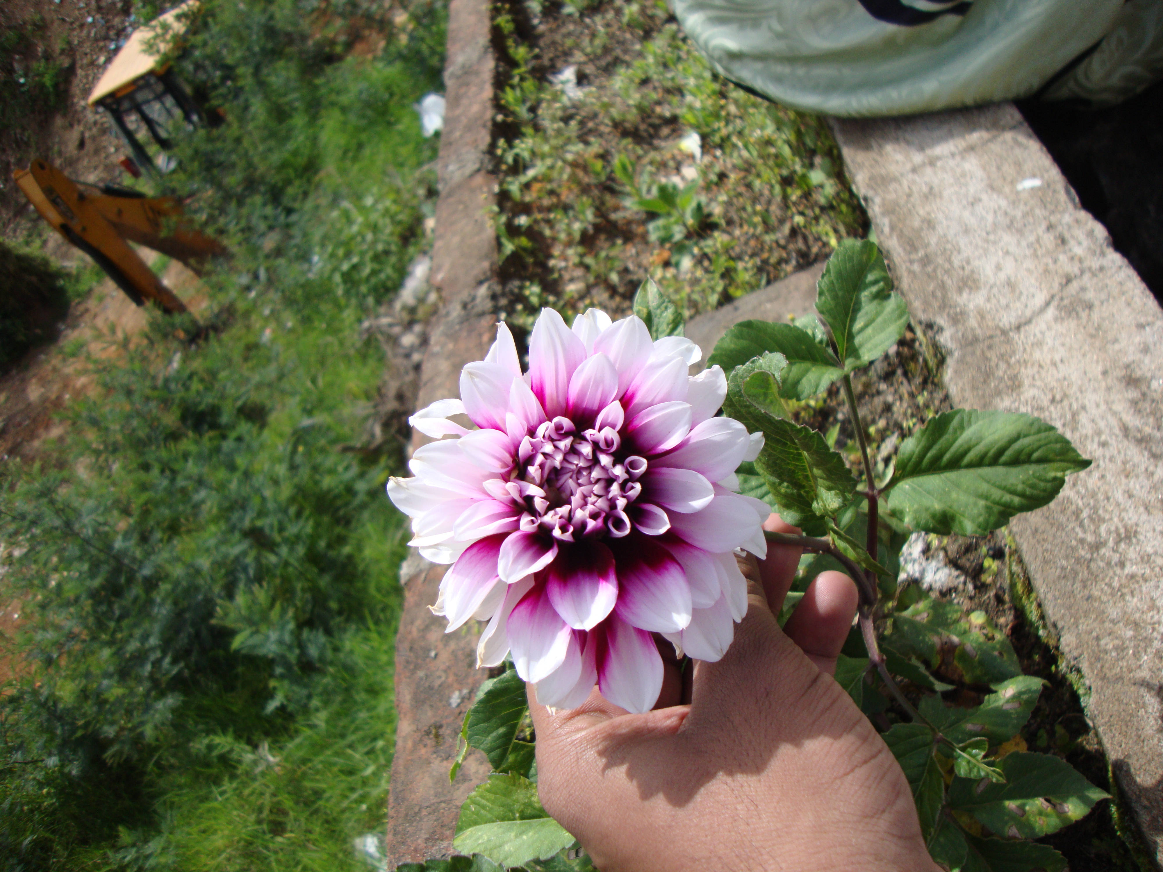 Tumblr 花園 壁紙 — 一隻手輕輕握著一朵鮮豔的粉紅和白色大麗花，背景是綠色樹葉和石牆。