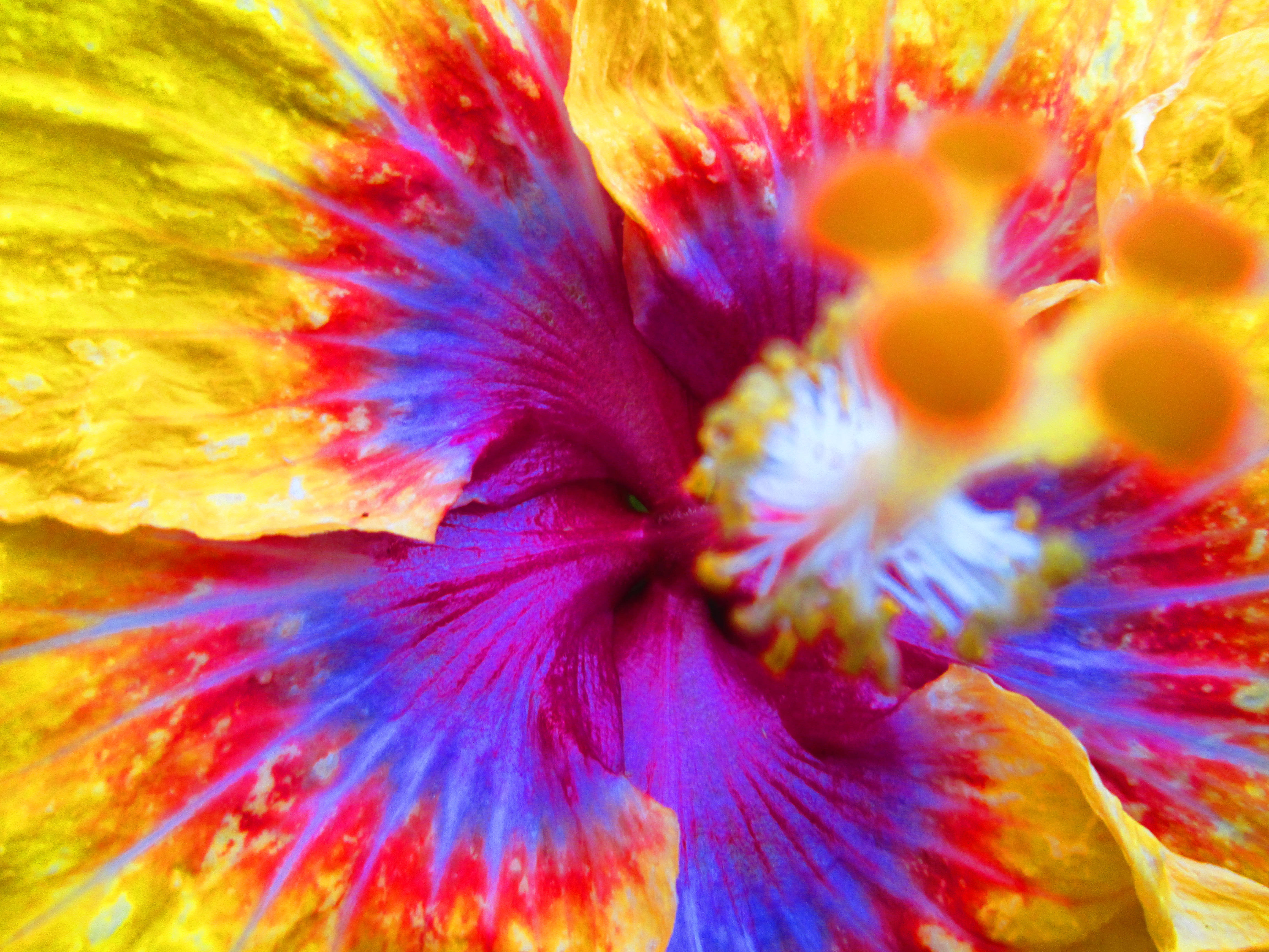 Tumblr 花朵 彩色花瓣 壁紙 — 一朵芙蓉花的鮮豔微距照片，黃色花瓣從帶有紅色和藍色條紋的鮮豔紫色中心向外輻射。