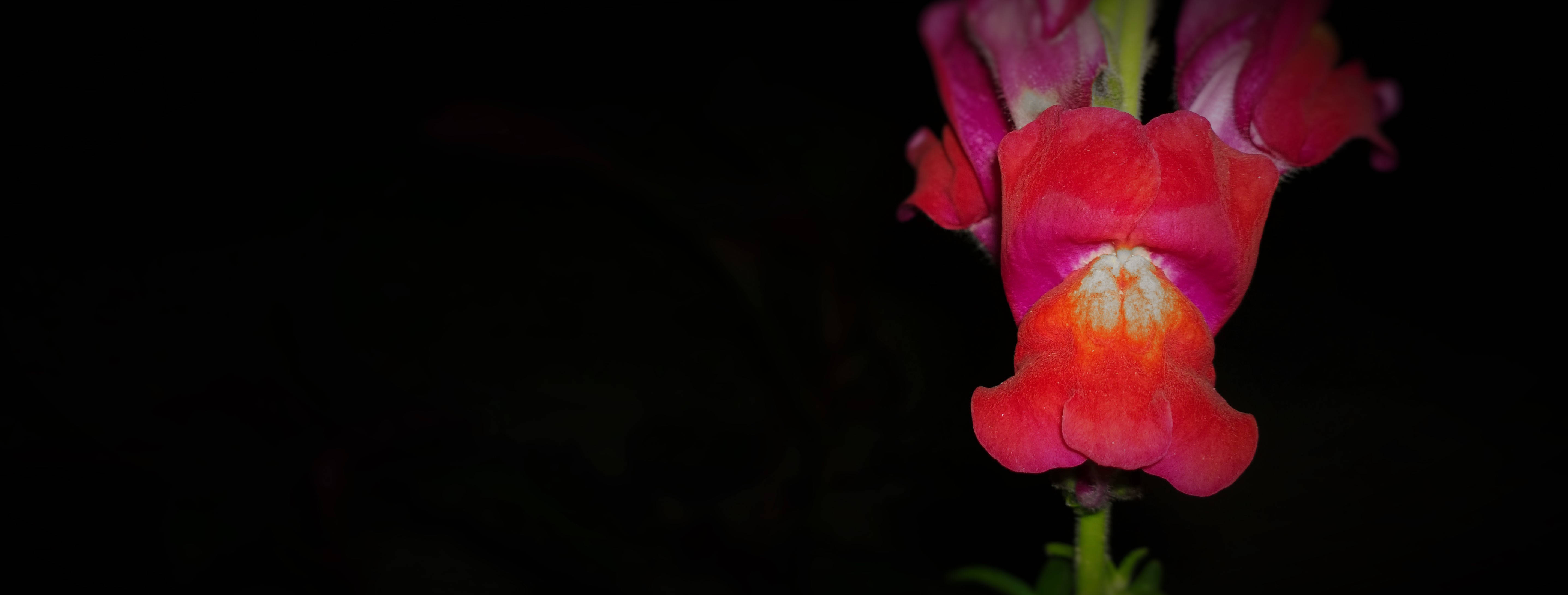 Tumblr 花朵 紅色蘭花 壁紙 — 一朵鮮豔的金魚草花在深黑色背景下散發出火紅和粉紅色的光芒。